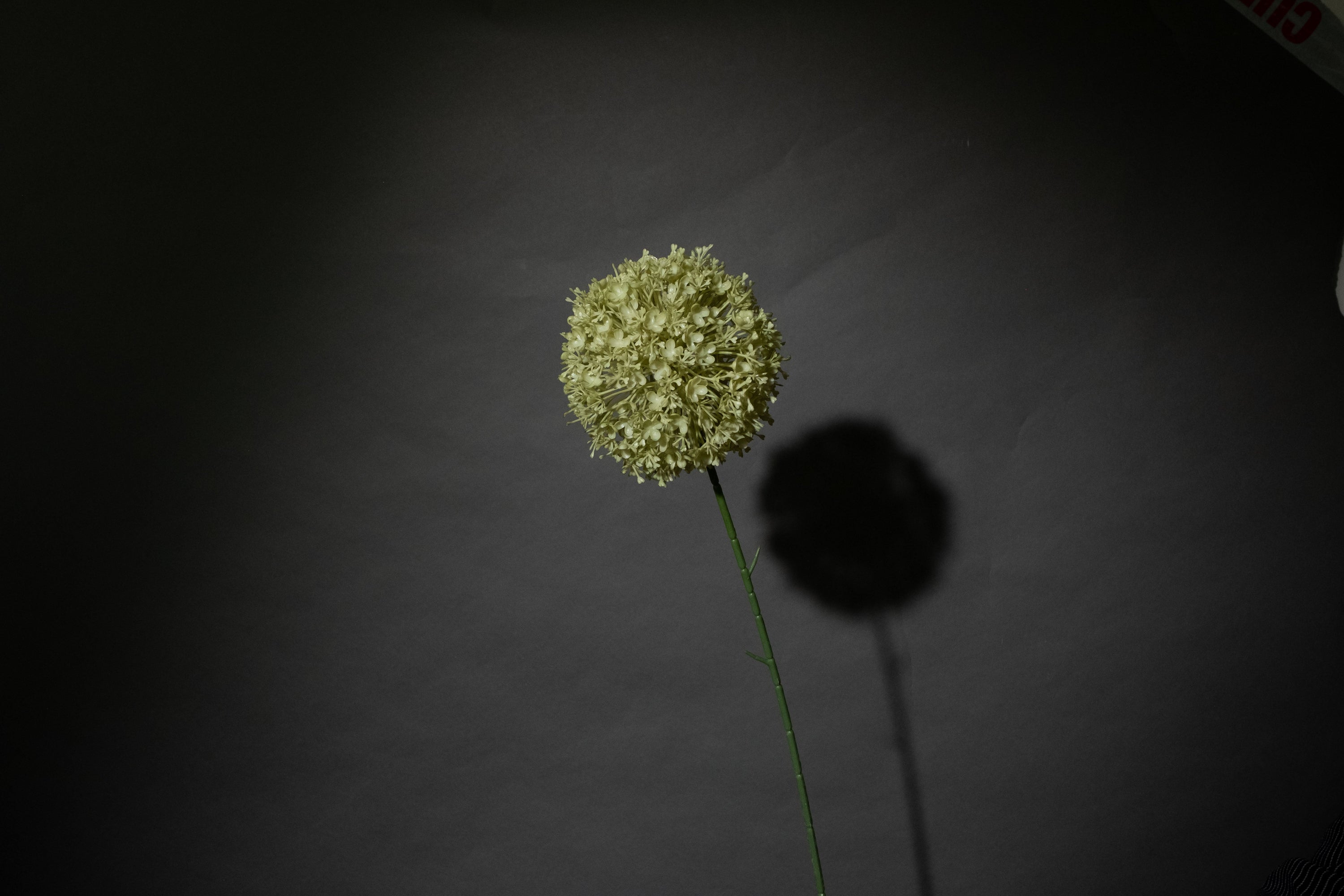Gruene Alium Stiele aus Kunstmaterial