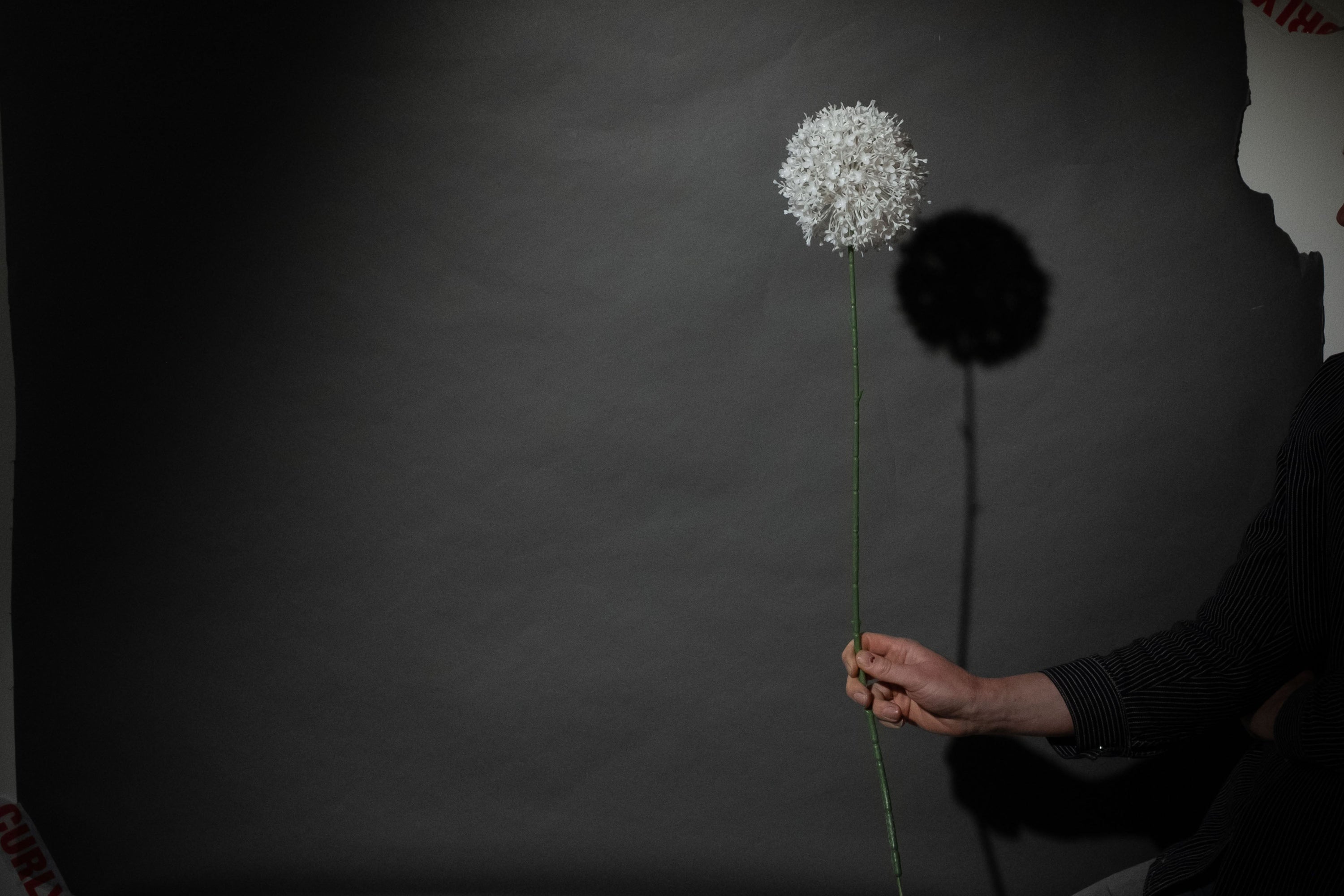 Weißer Allium