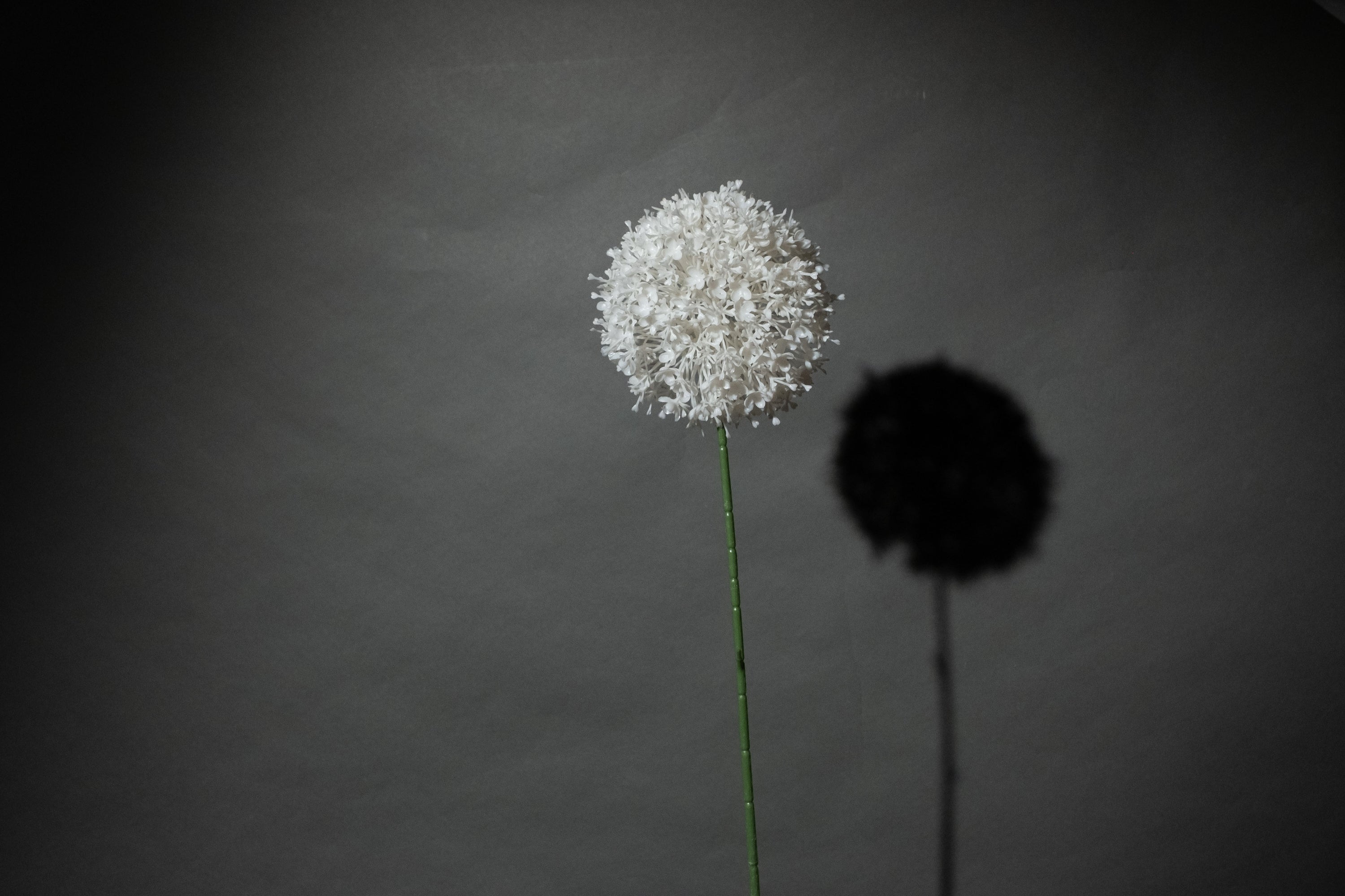 Weißer Allium