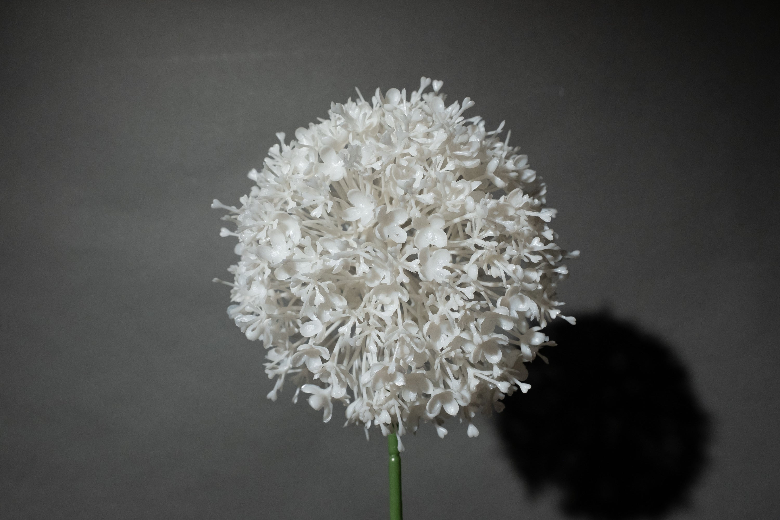 Weißer Allium