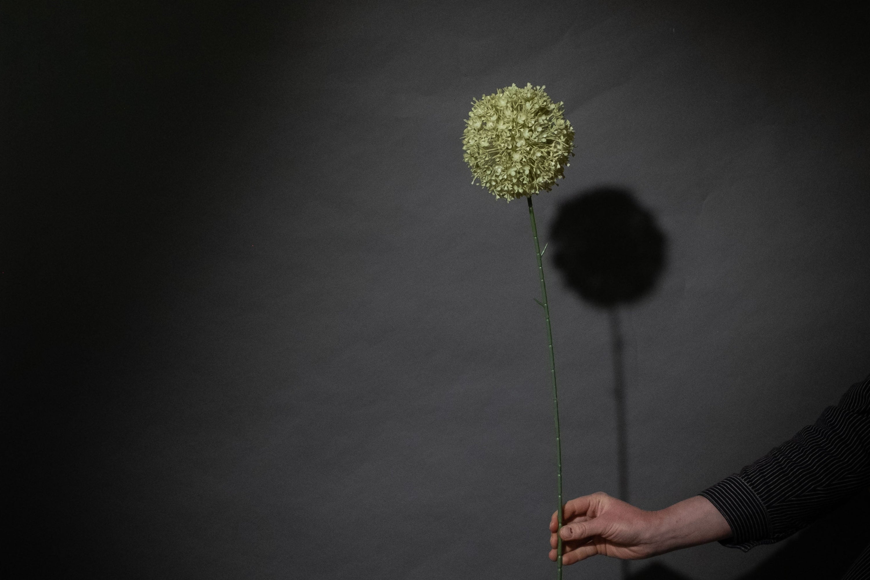 Grüne Allium