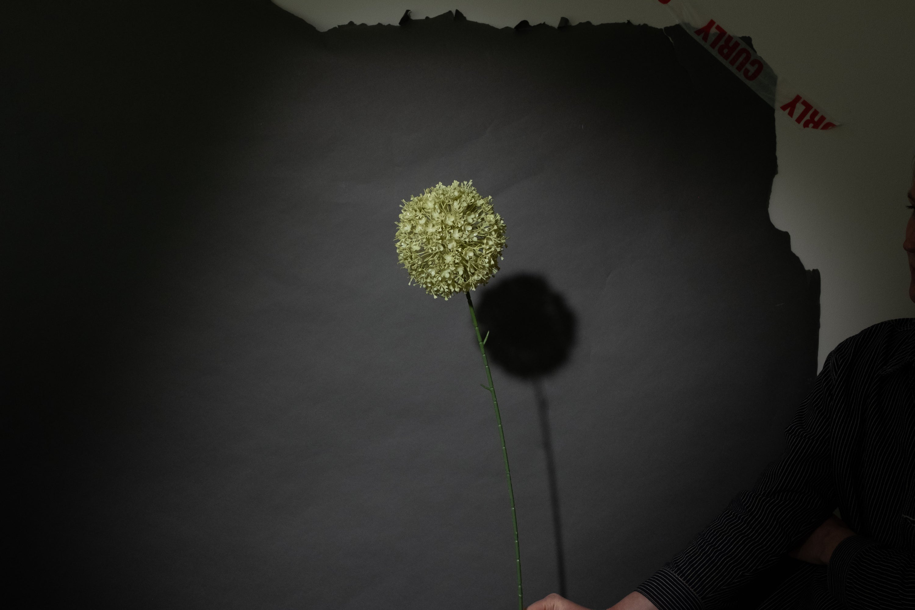 Grüne Allium