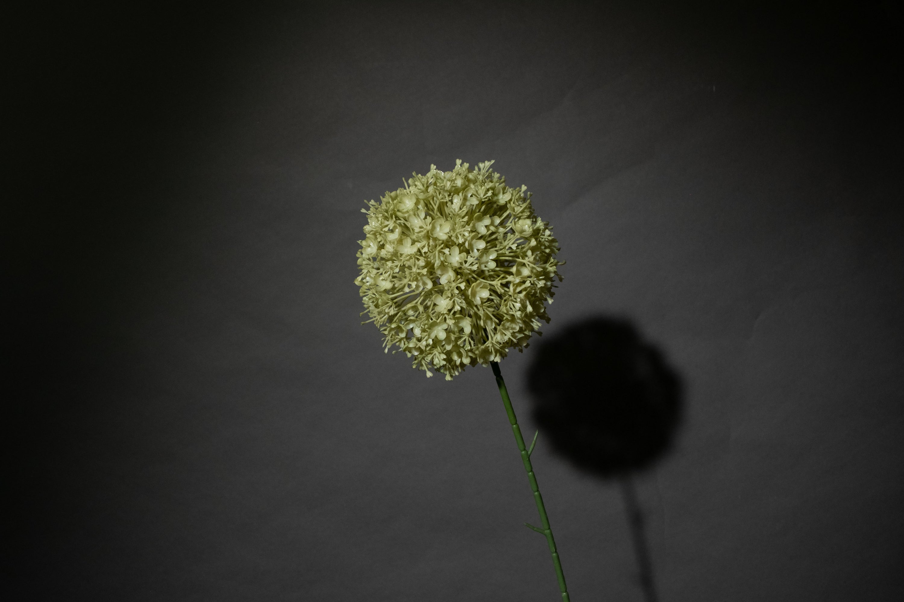 Grüne Allium