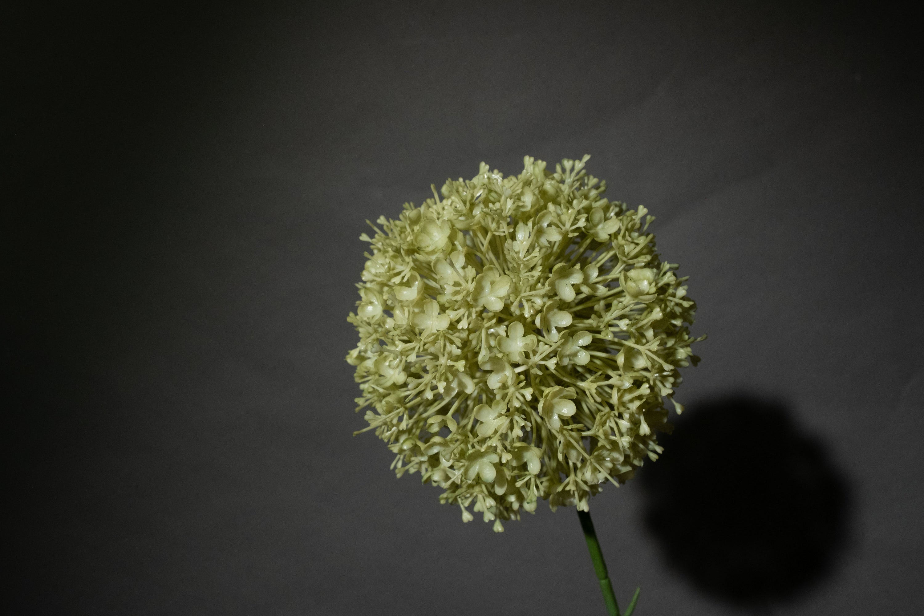 Grüne Allium