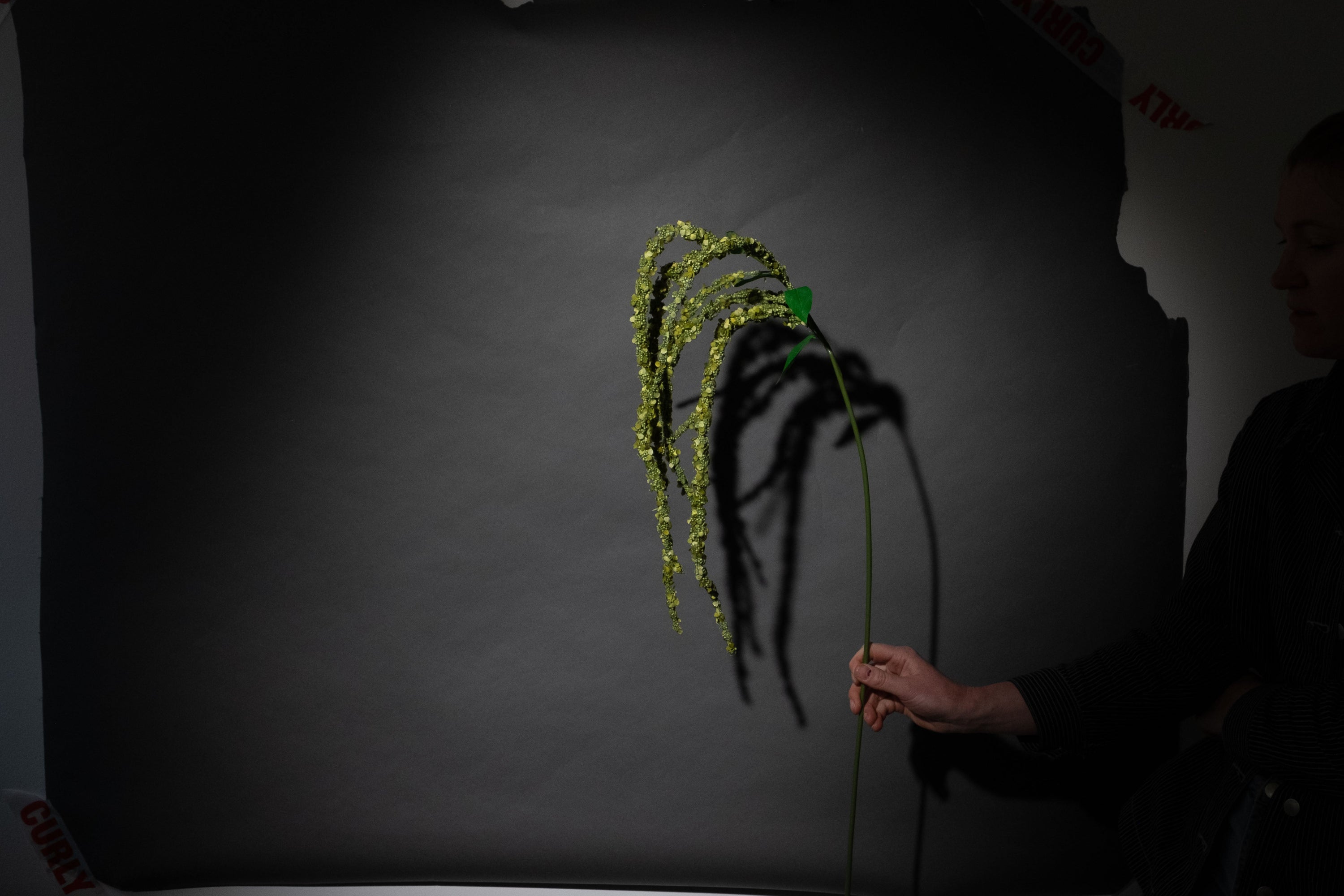 Grüne Amaranthus Blume