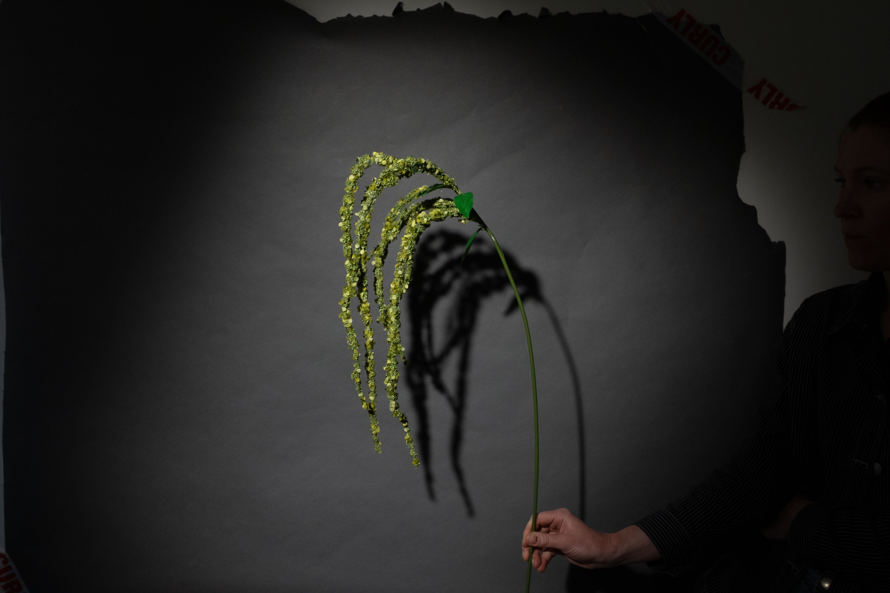 Grüne Amaranthus Blume