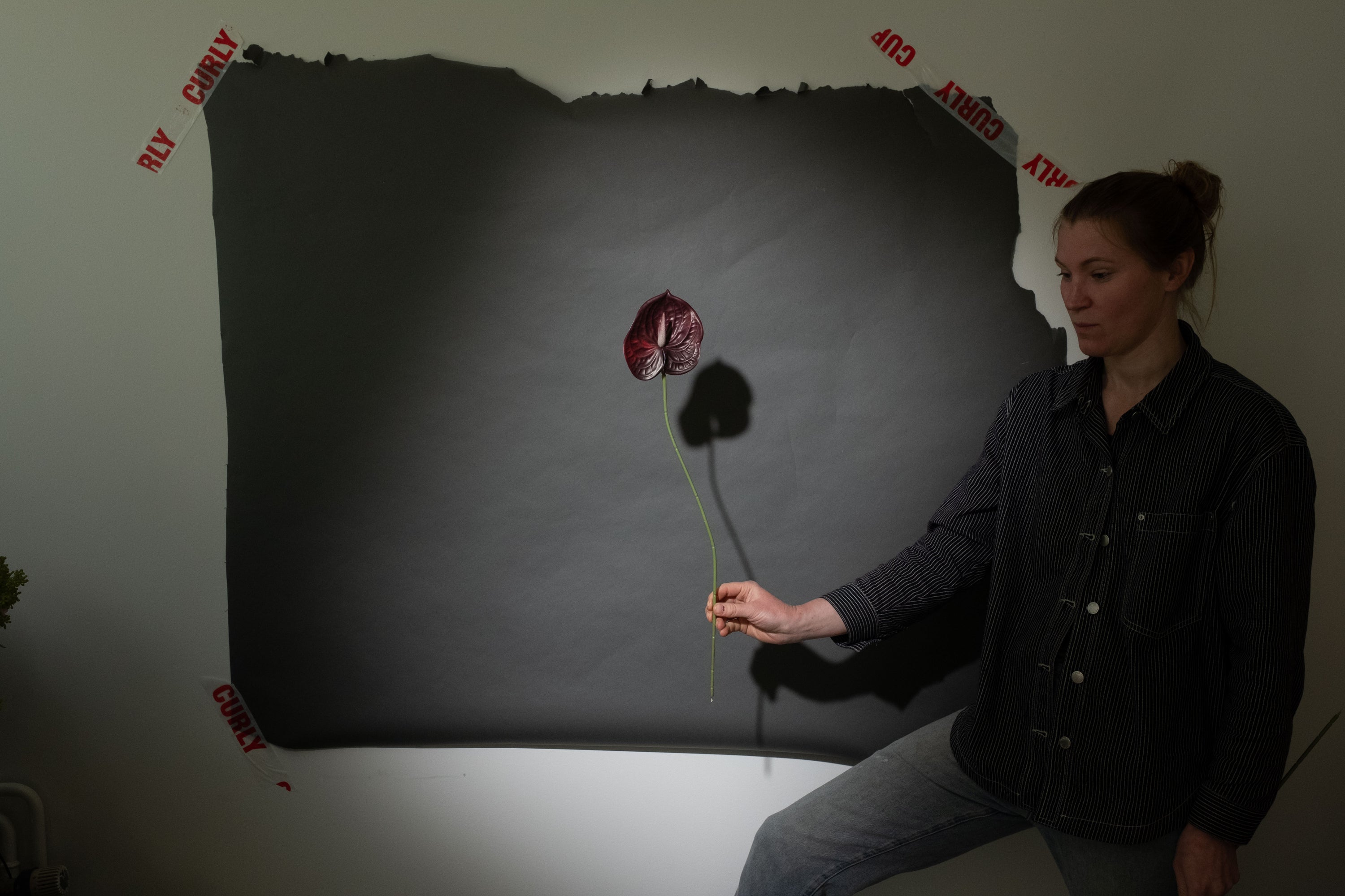 Schwarz Anthurium Blume