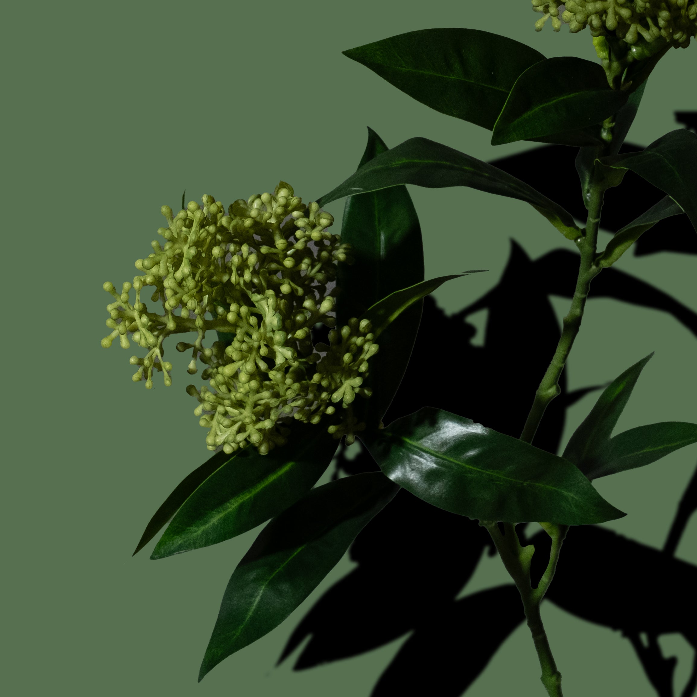 Grüner Skimmia-Beerenzweig