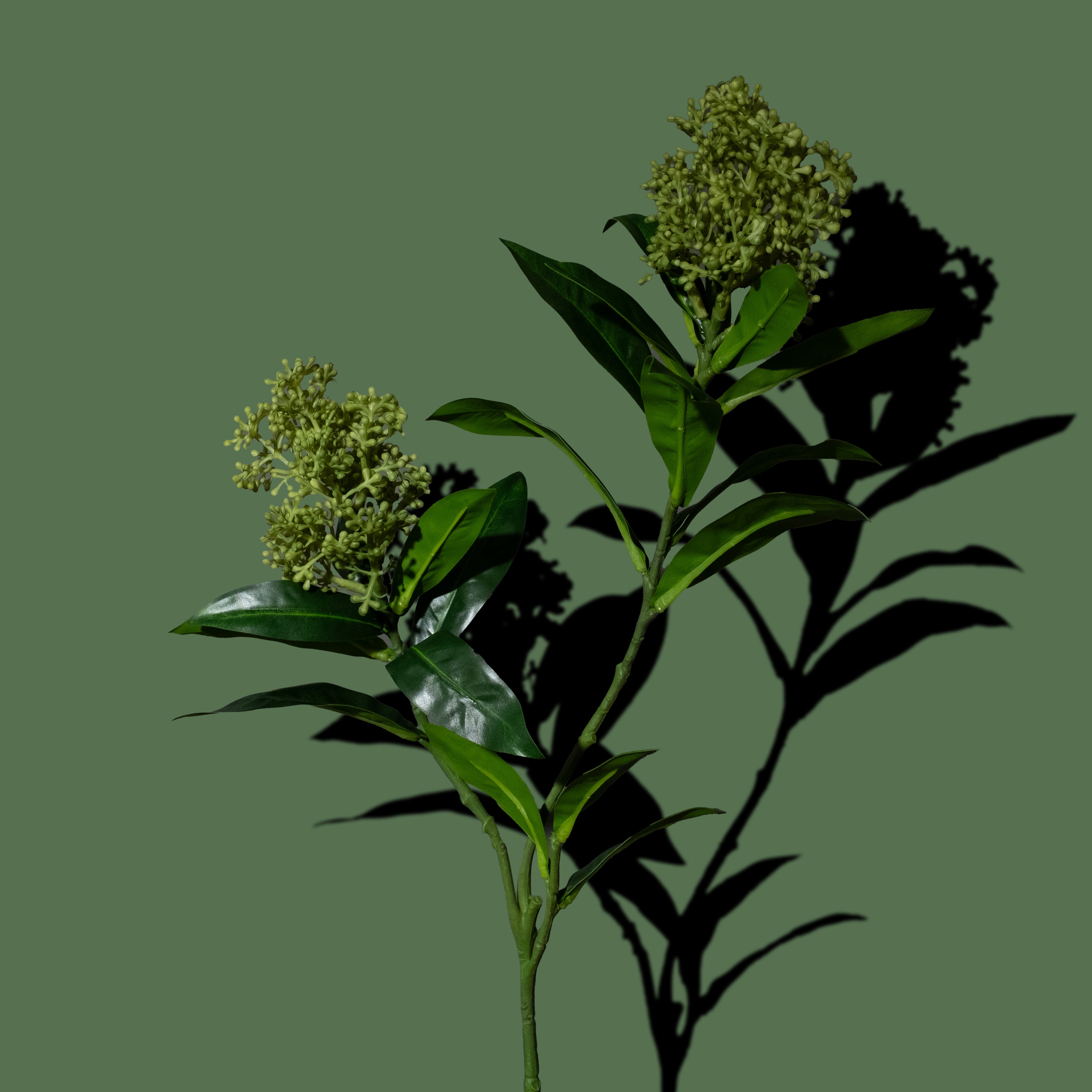 Grüner Skimmia-Beerenzweig