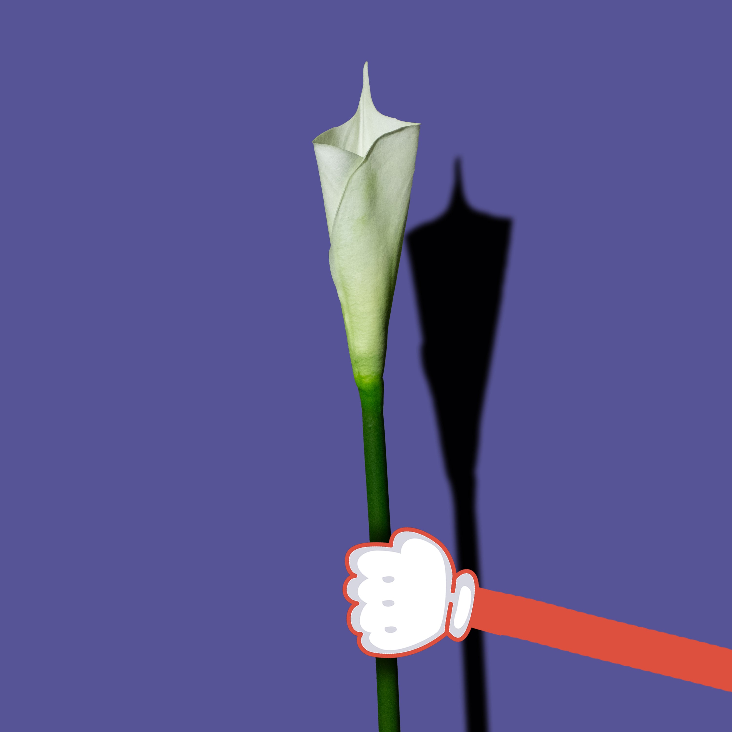 Weiße Calla Lilie