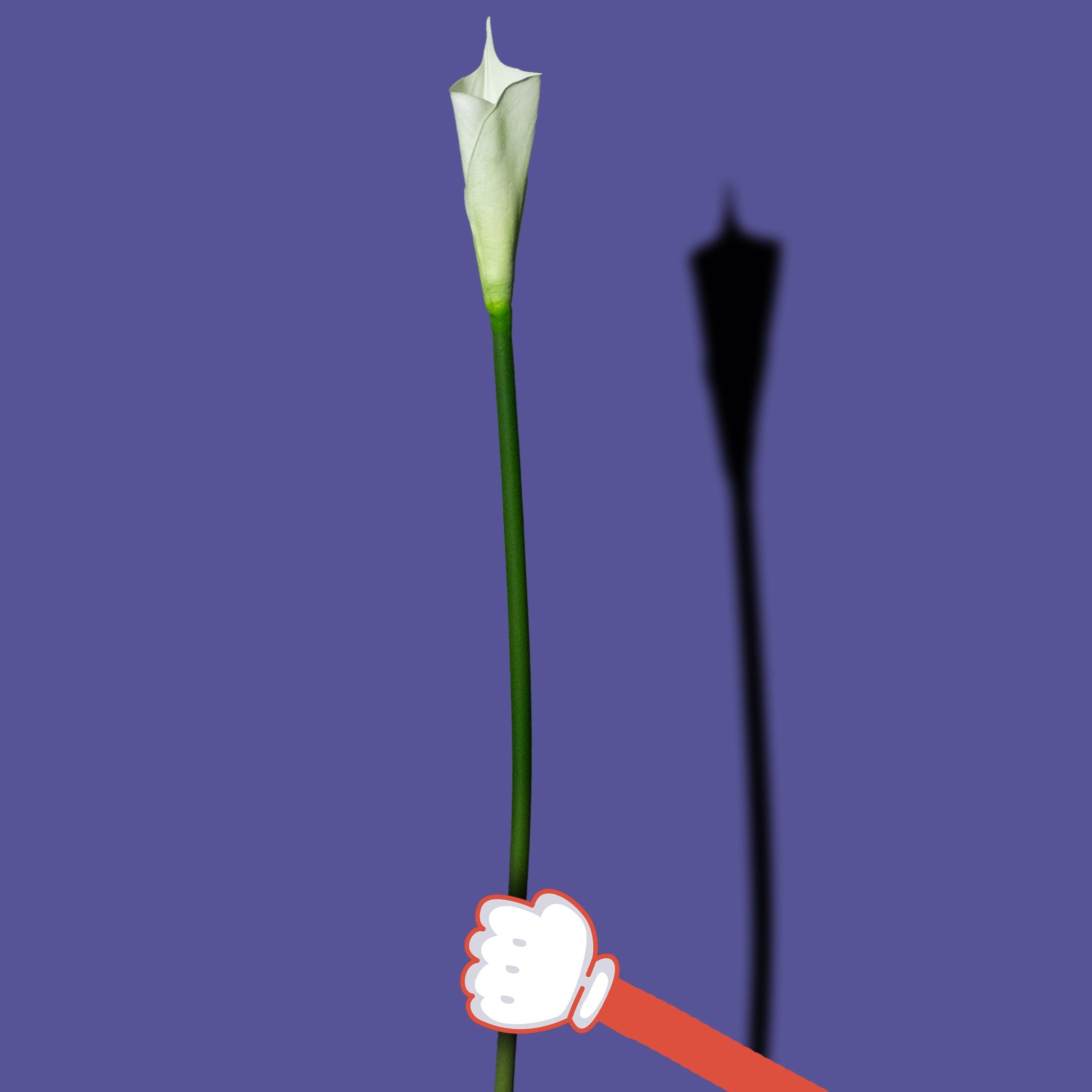 Weiße Calla Lilie