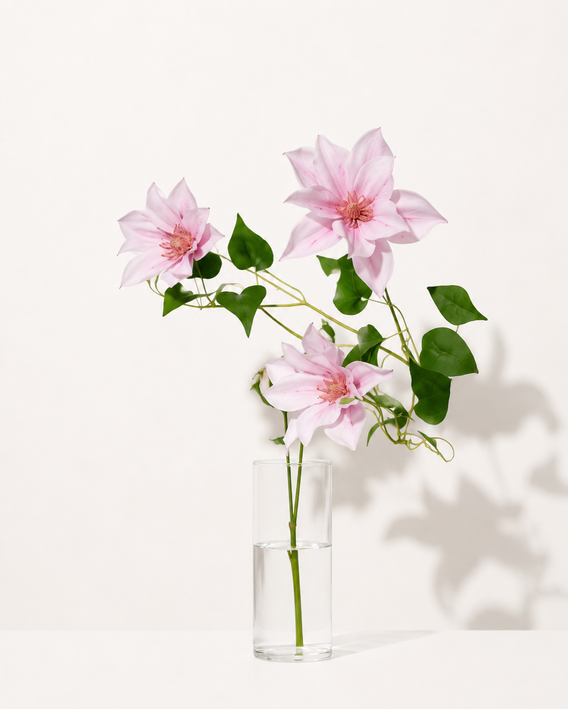 Rosa Clematis