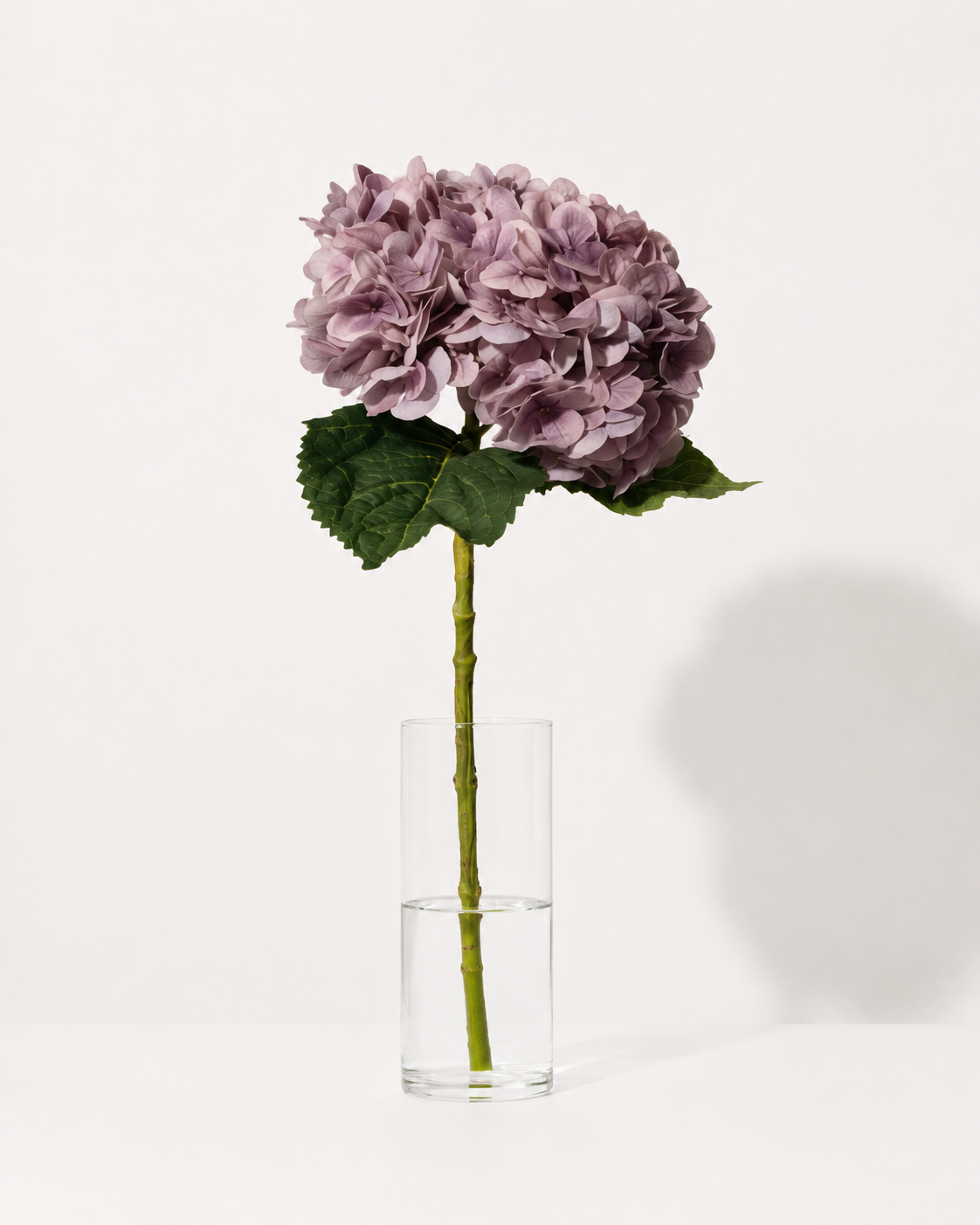 Lila Hortensien Blume