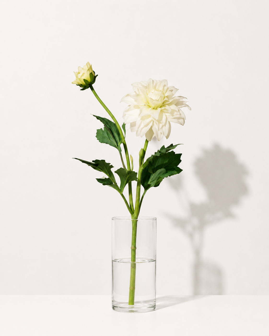 Weiße Dahlie 'Fleurel'