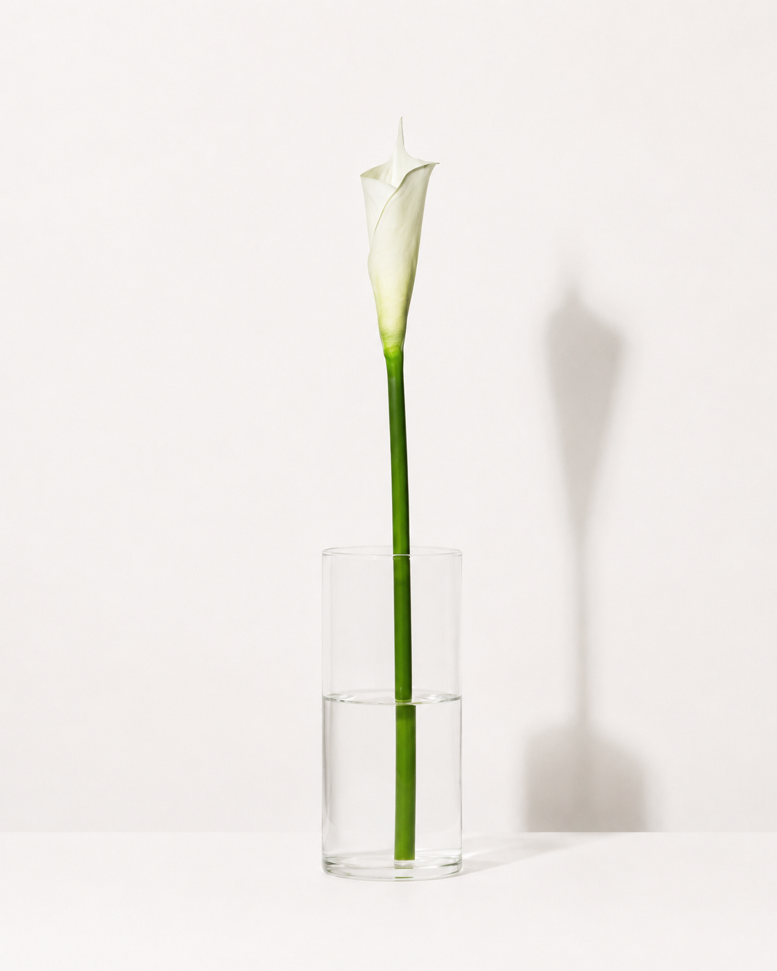 Weiße Calla Lilie