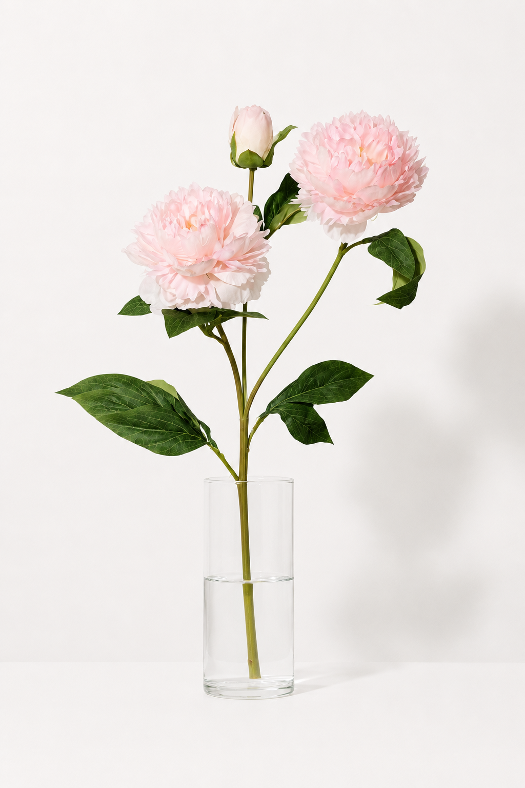 Rosa Pfingstrose mit drei Köpfen