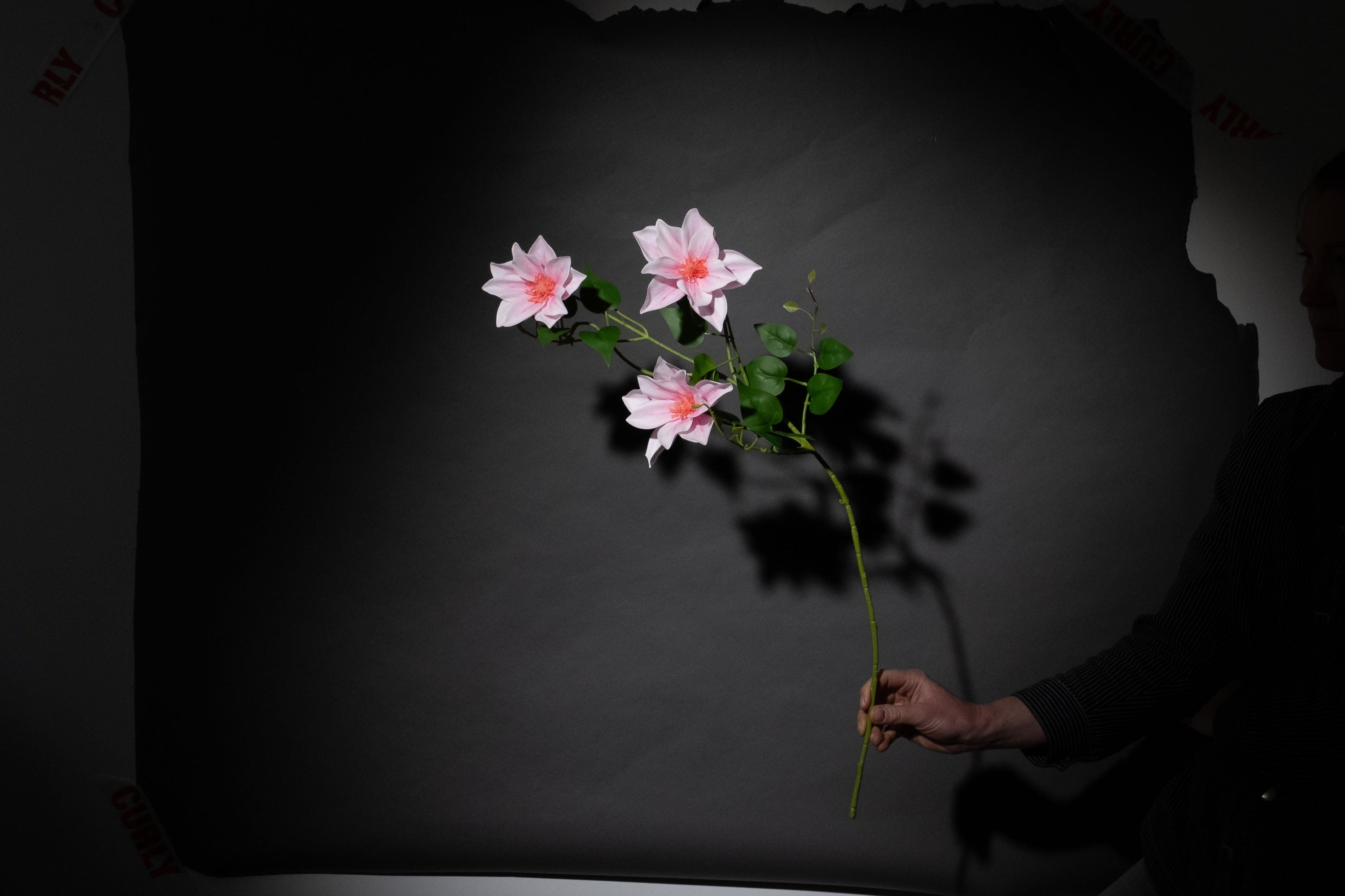 Rosa Clematis