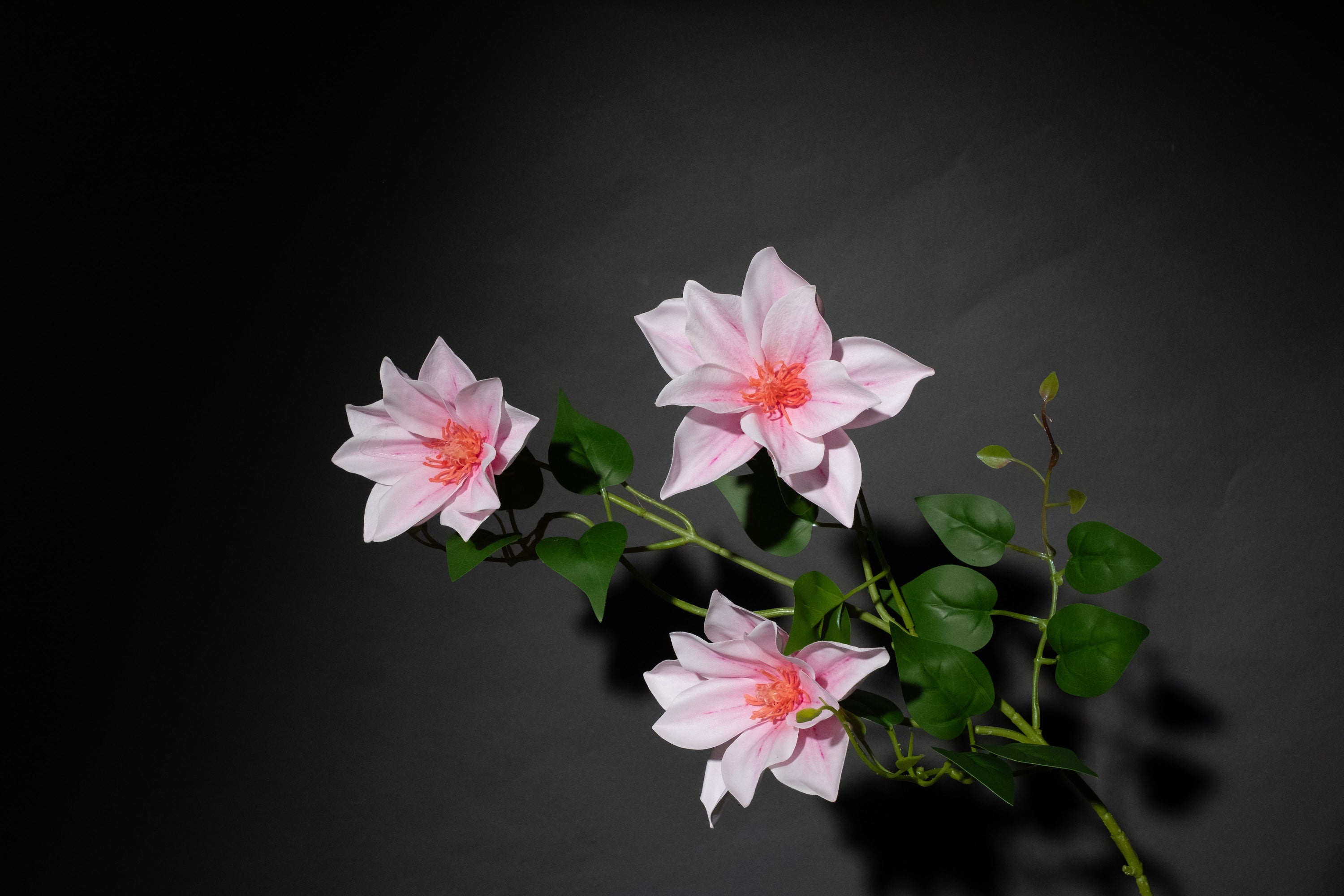 Rosa Clematis