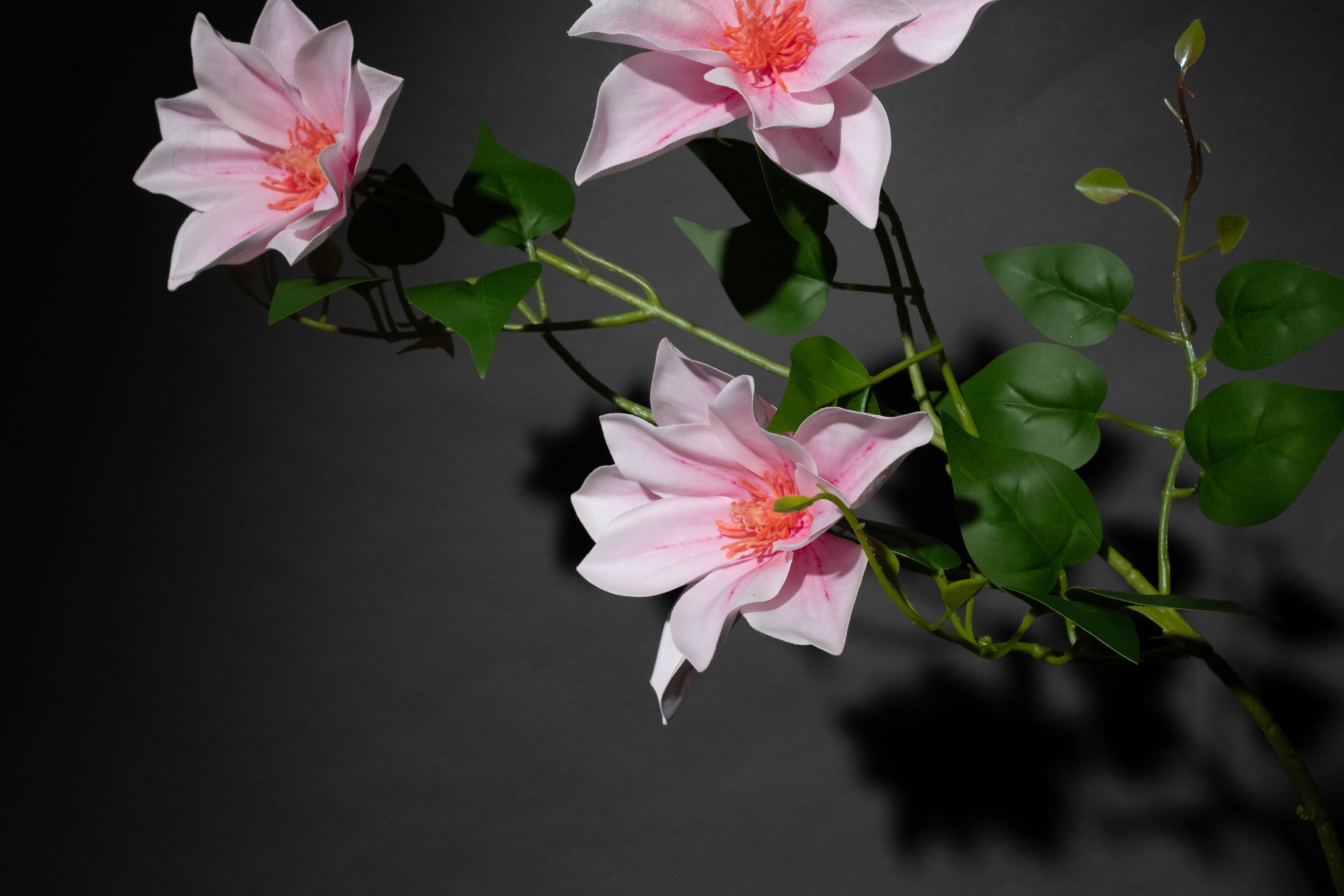 Rosa Clematis