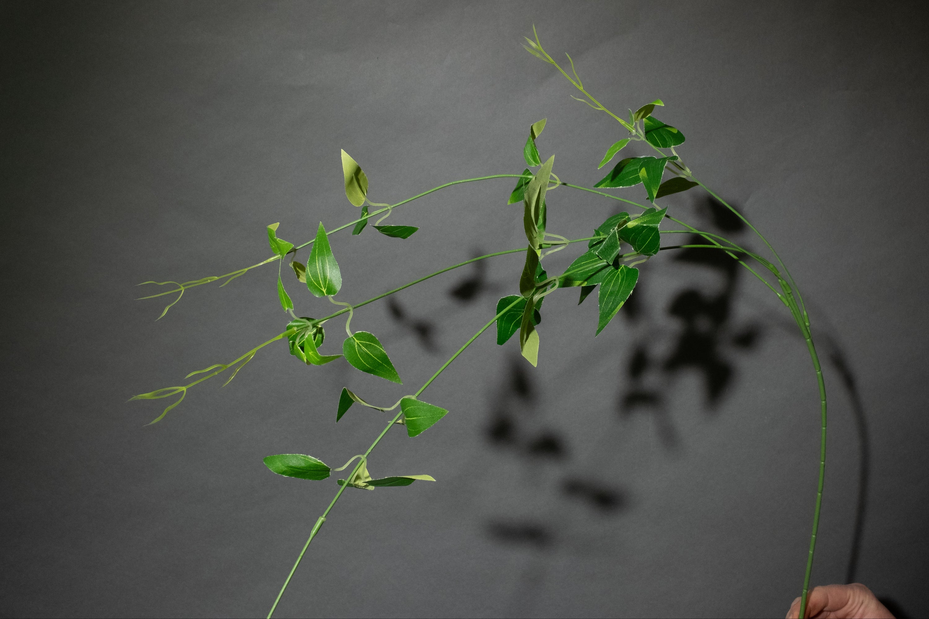 Clematis Zweig
