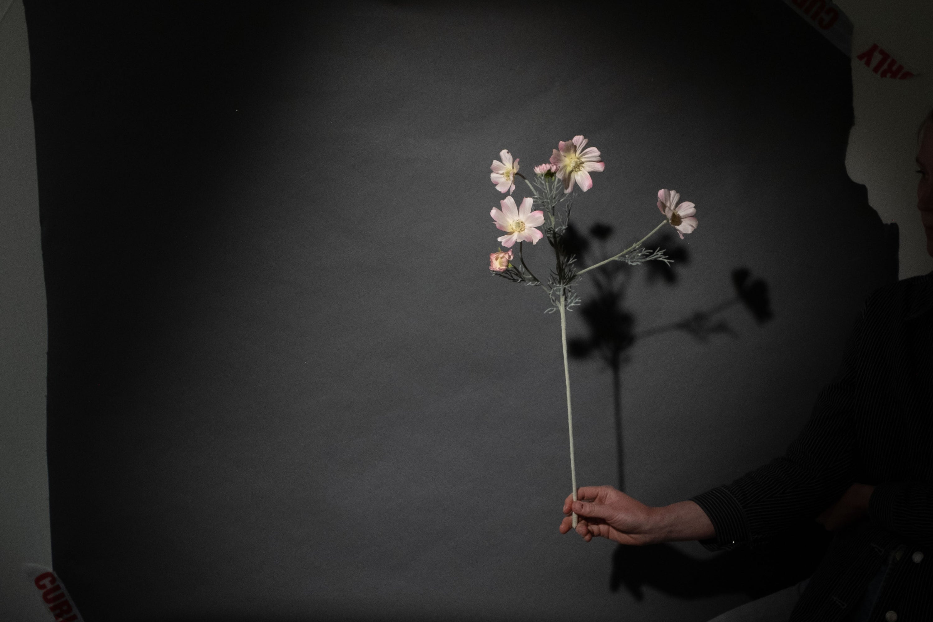 Hellrosa Cosmea Blume