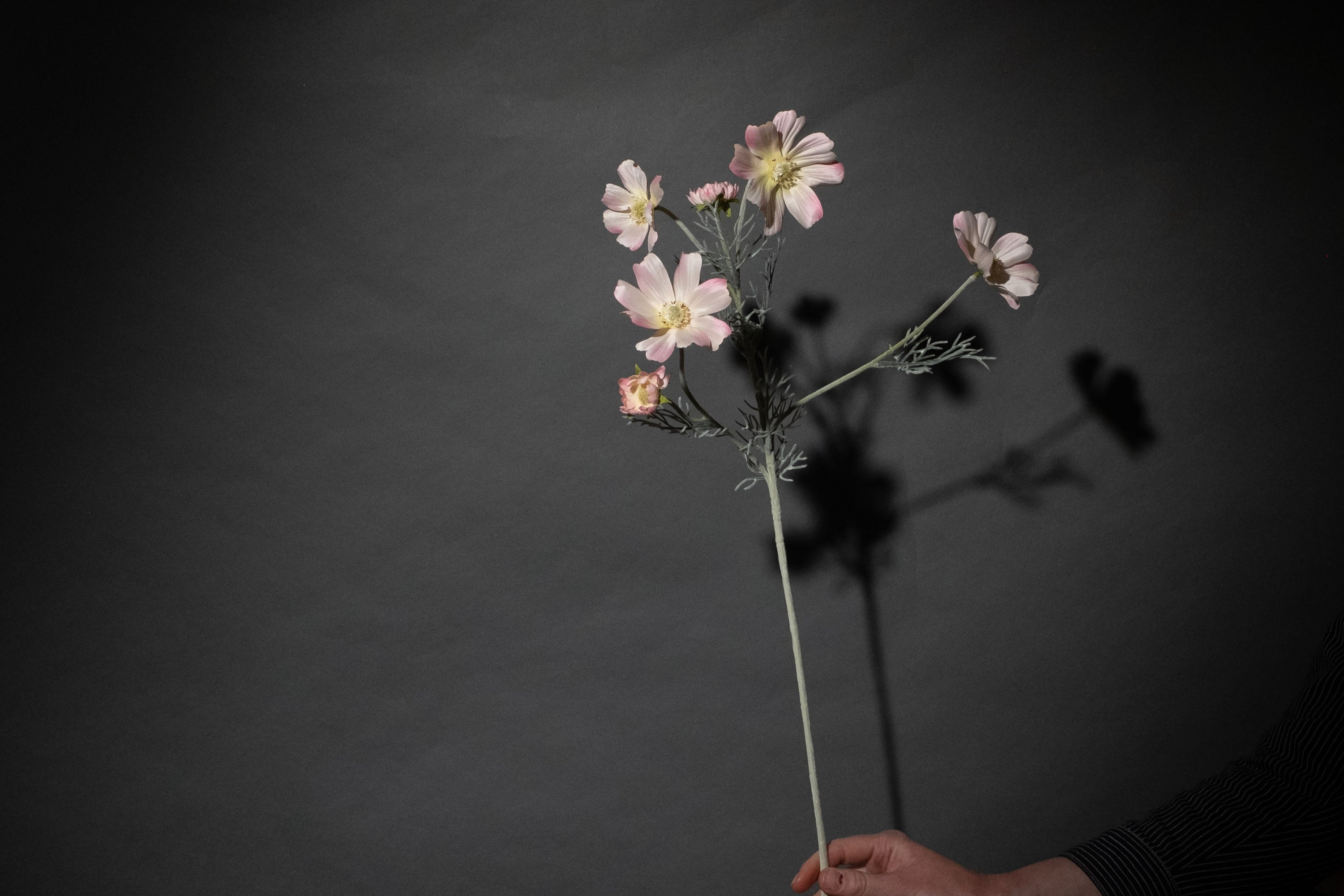 Hellrosa Cosmea Blume