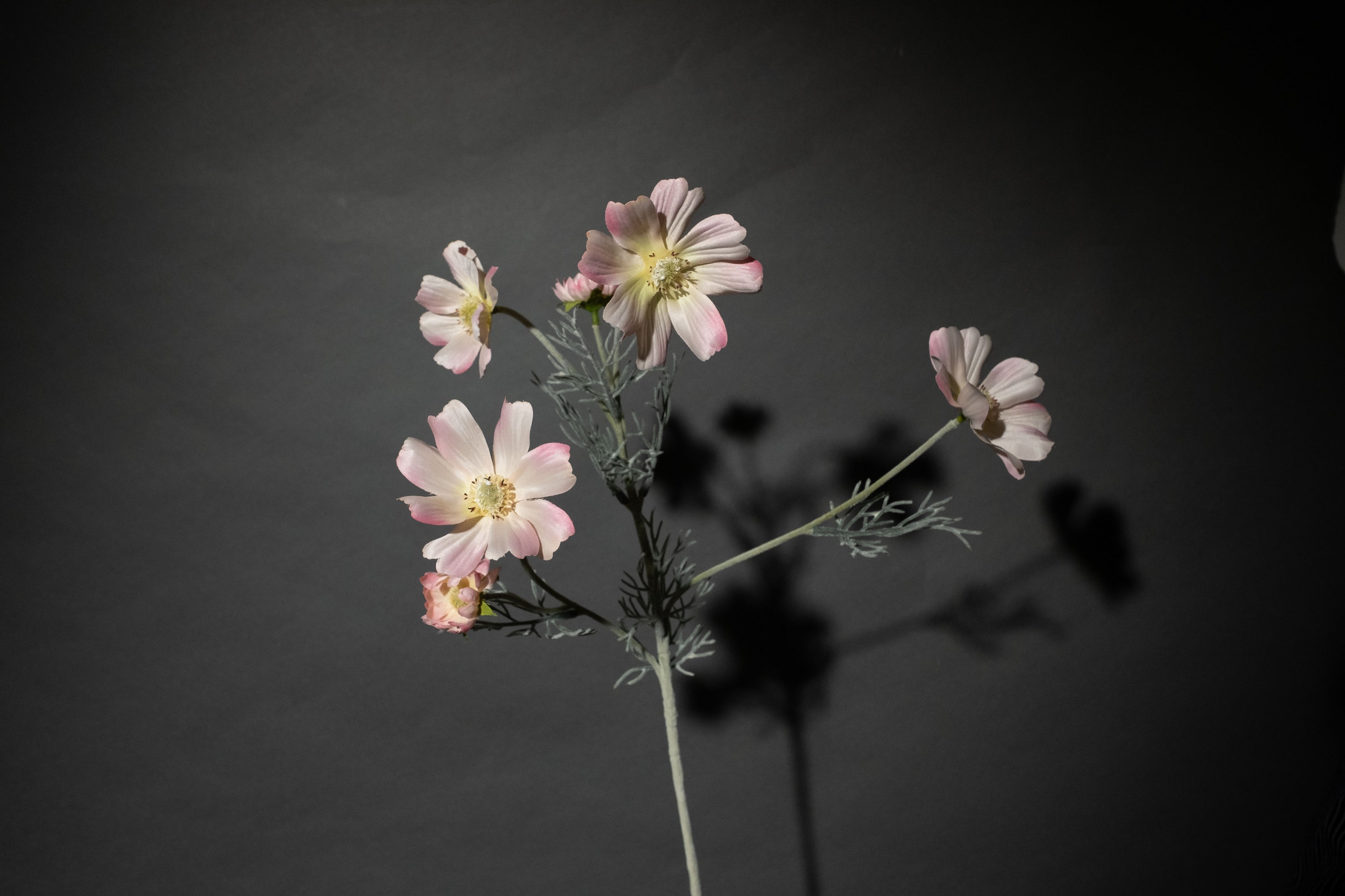 Hellrosa Cosmea Blume