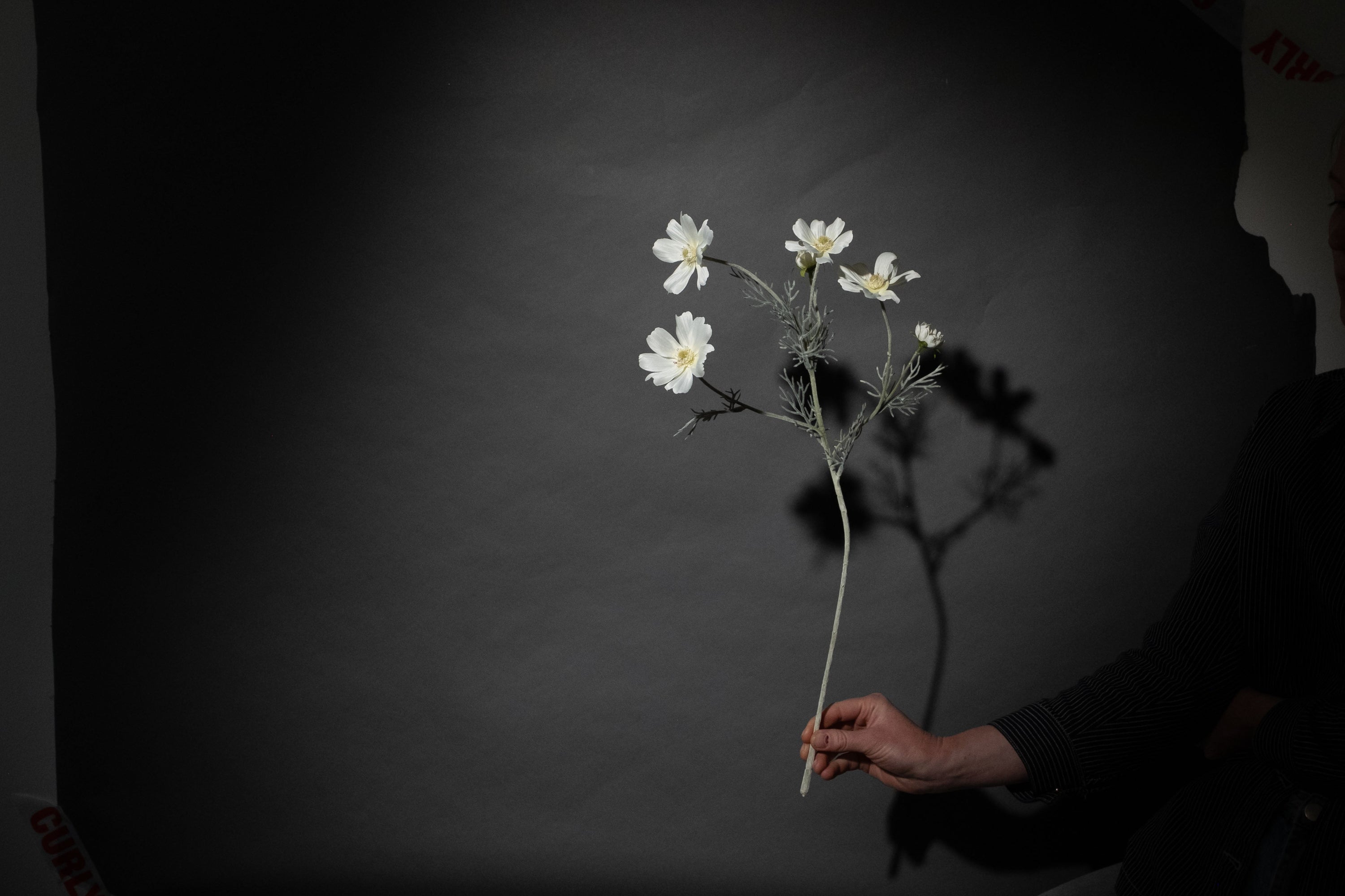 Weiße Cosmea Blume