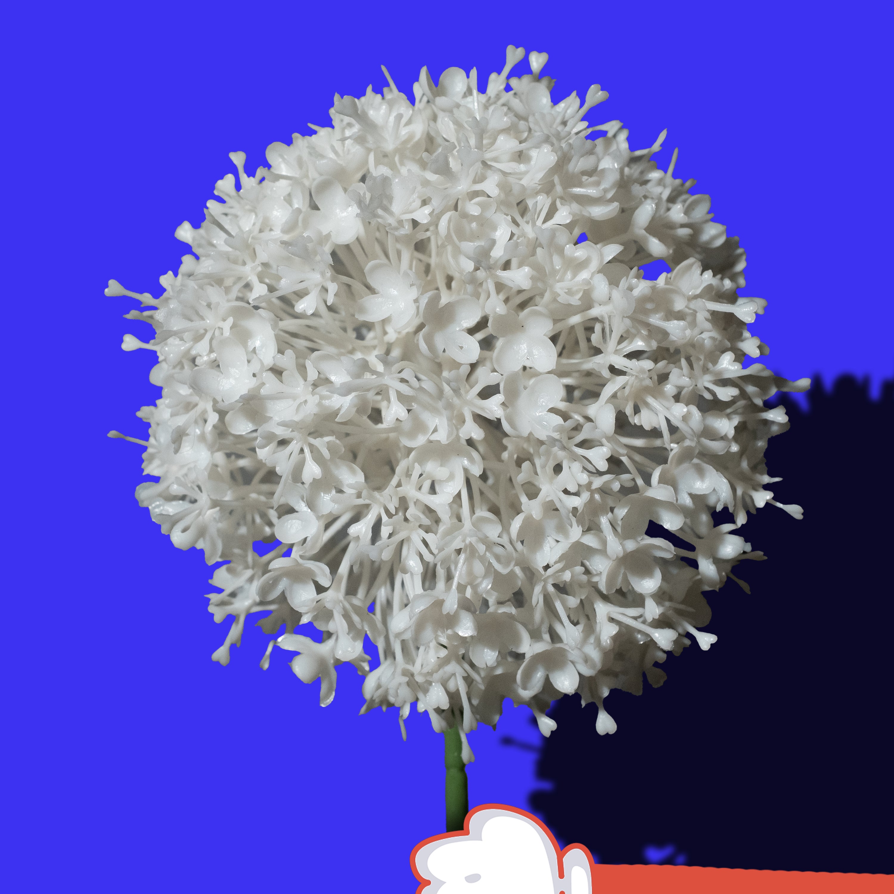 Weißer Allium