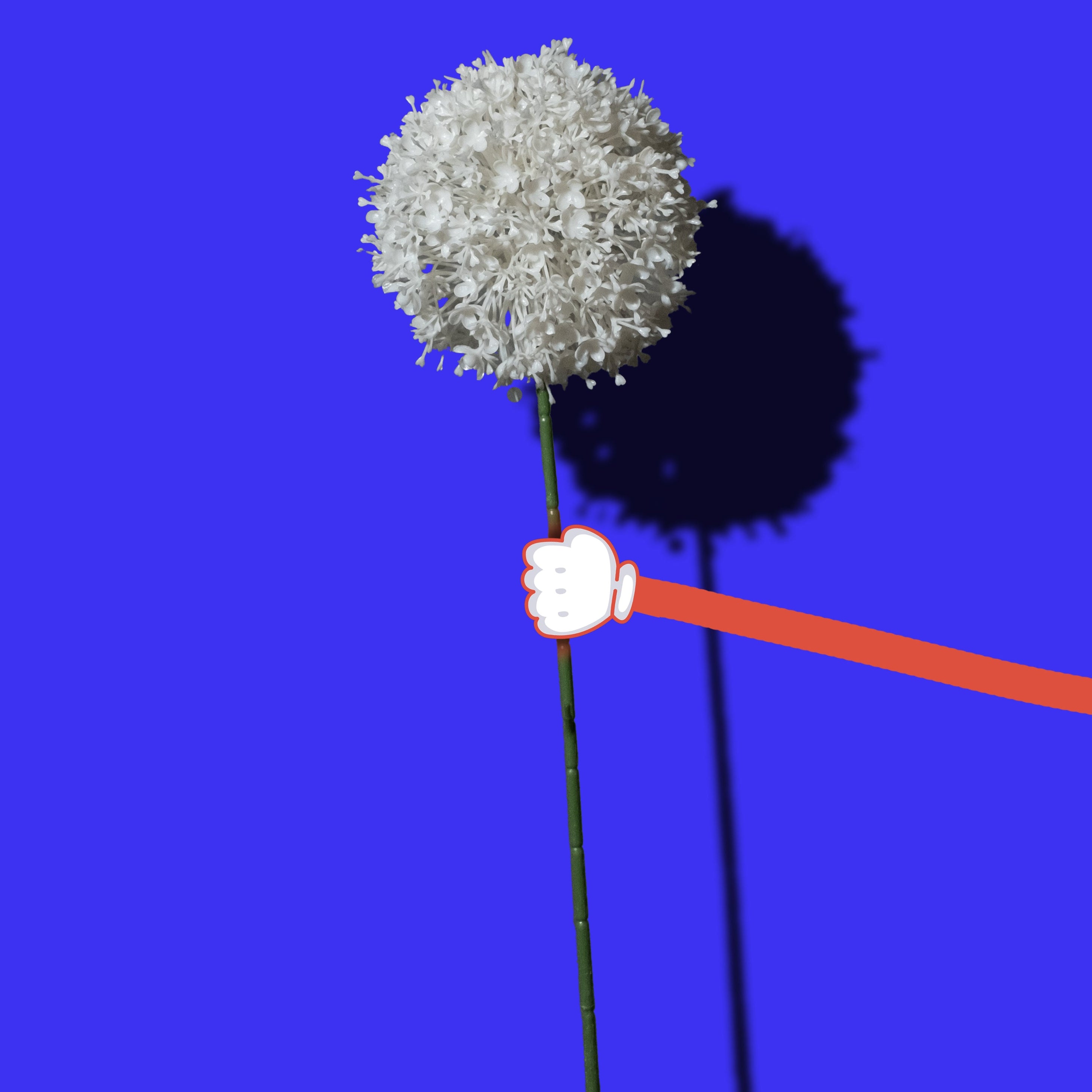 Weißer Allium