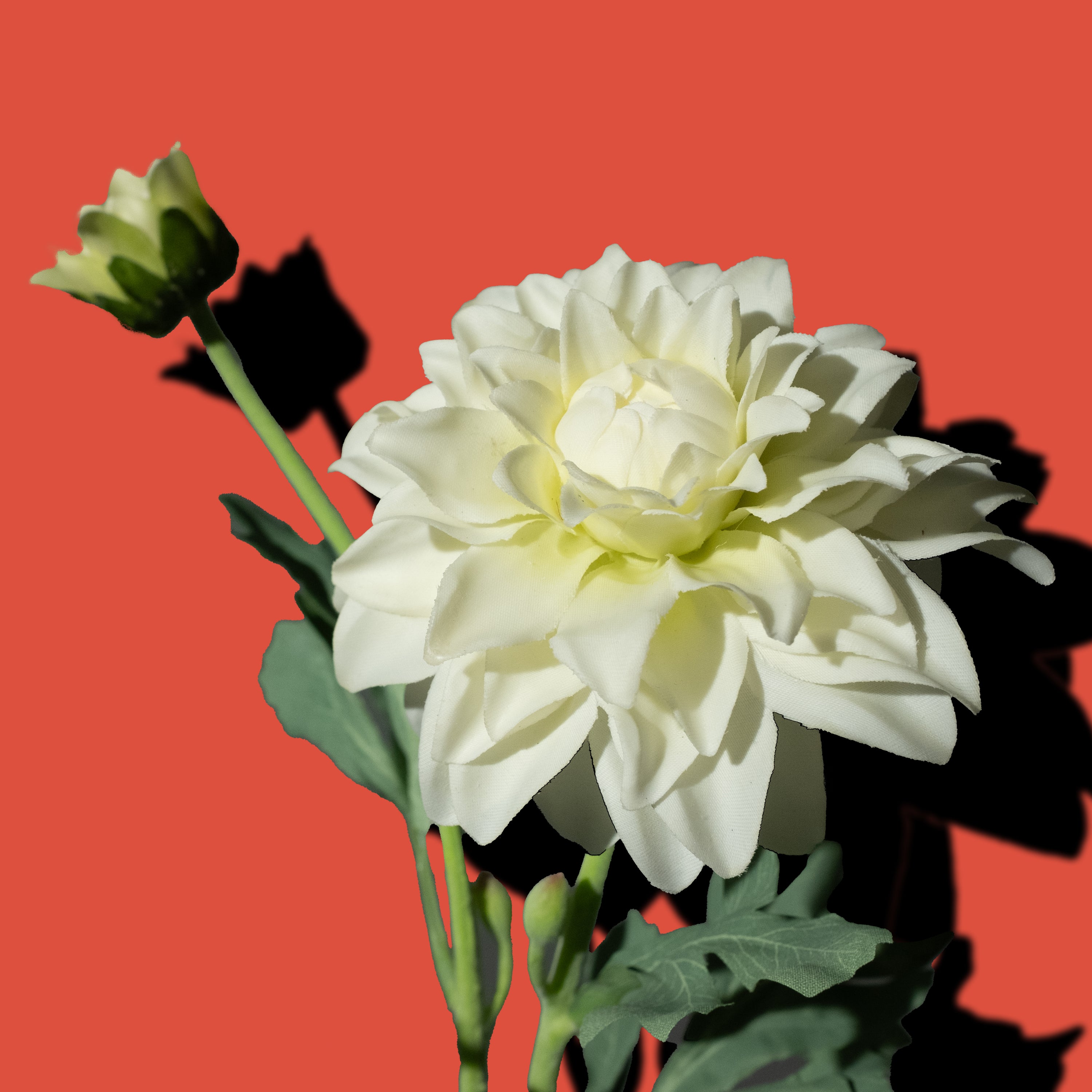 Weiße Dahlie 'Fleurel'