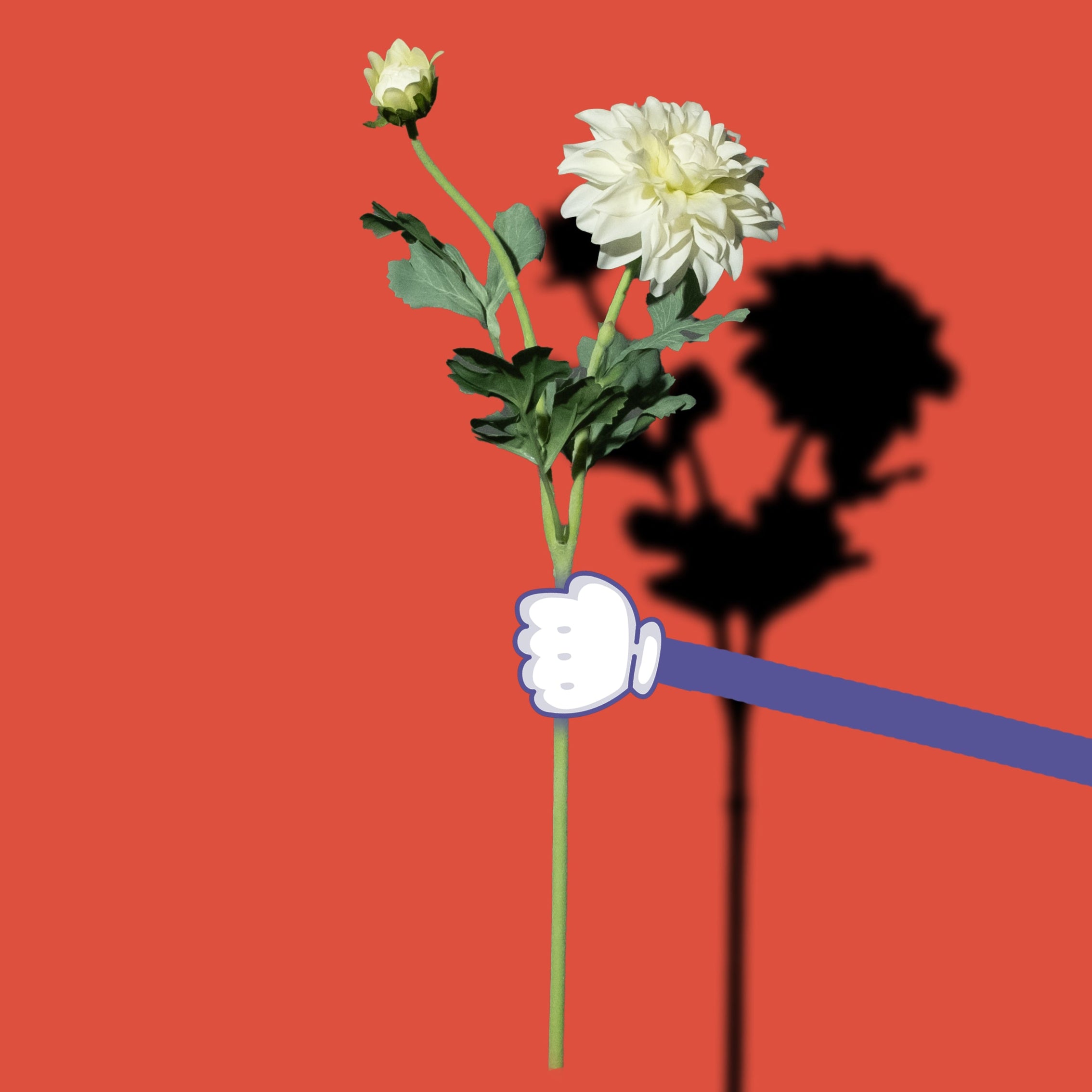 Weiße Dahlie 'Fleurel'