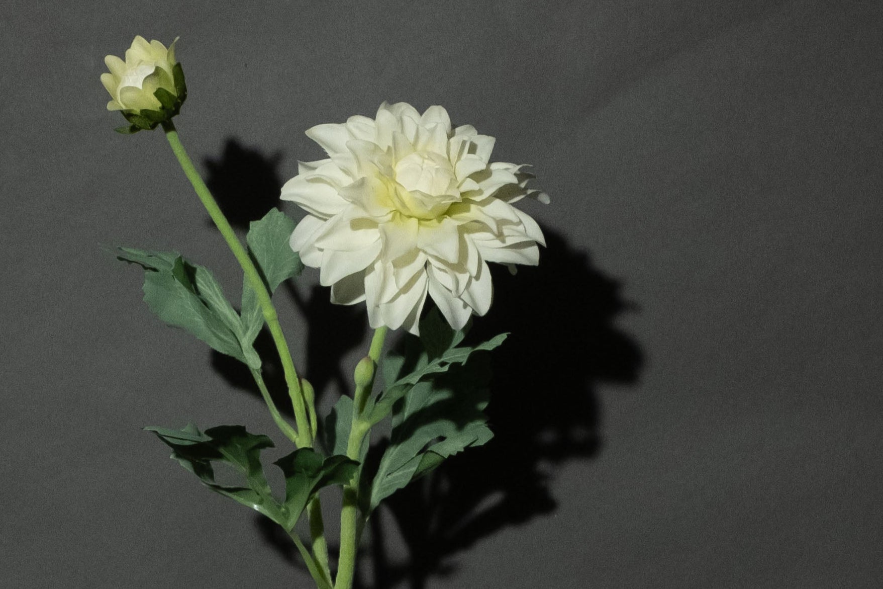 Weiße Dahlie 'Fleurel'