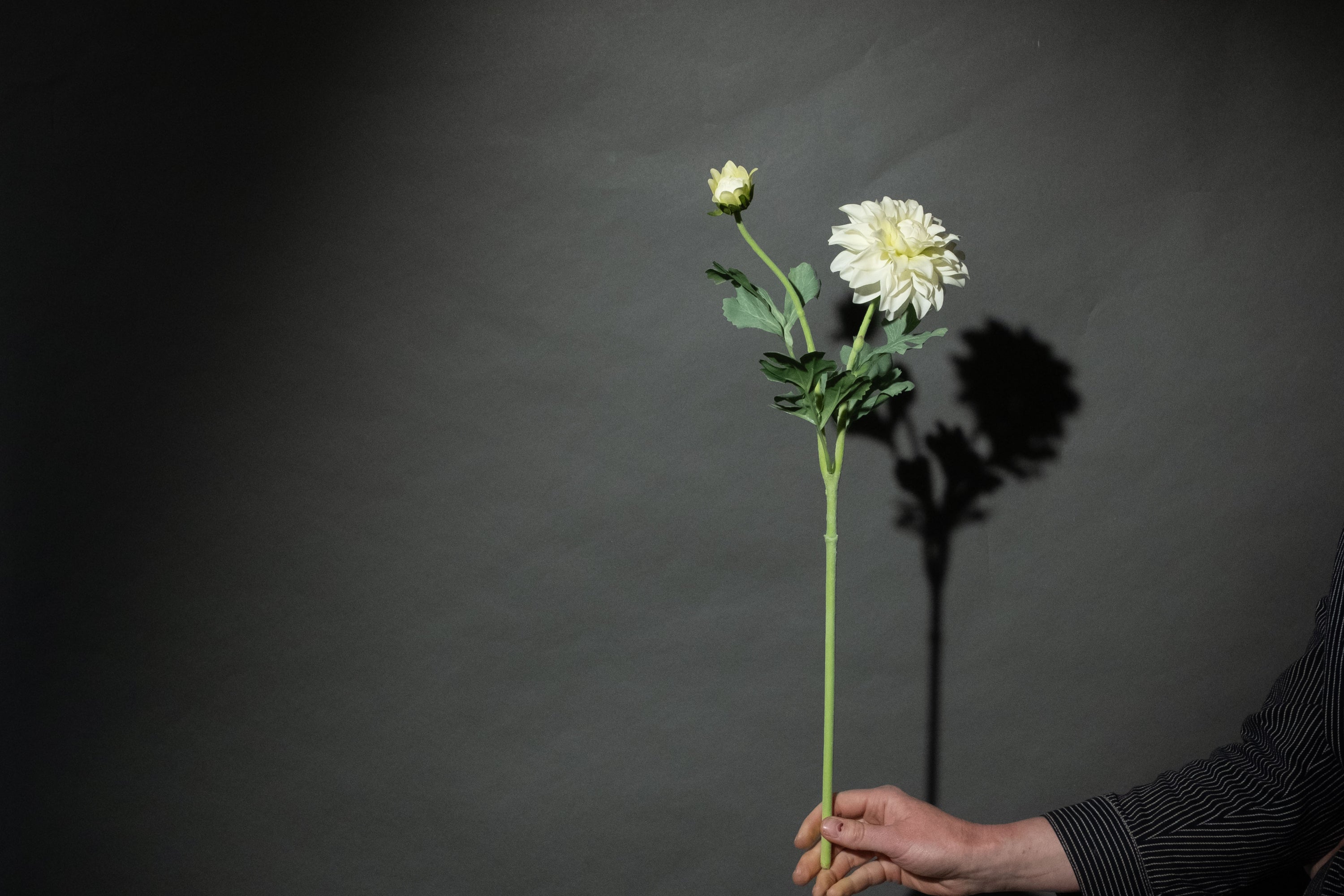 Weiße Dahlie 'Fleurel'
