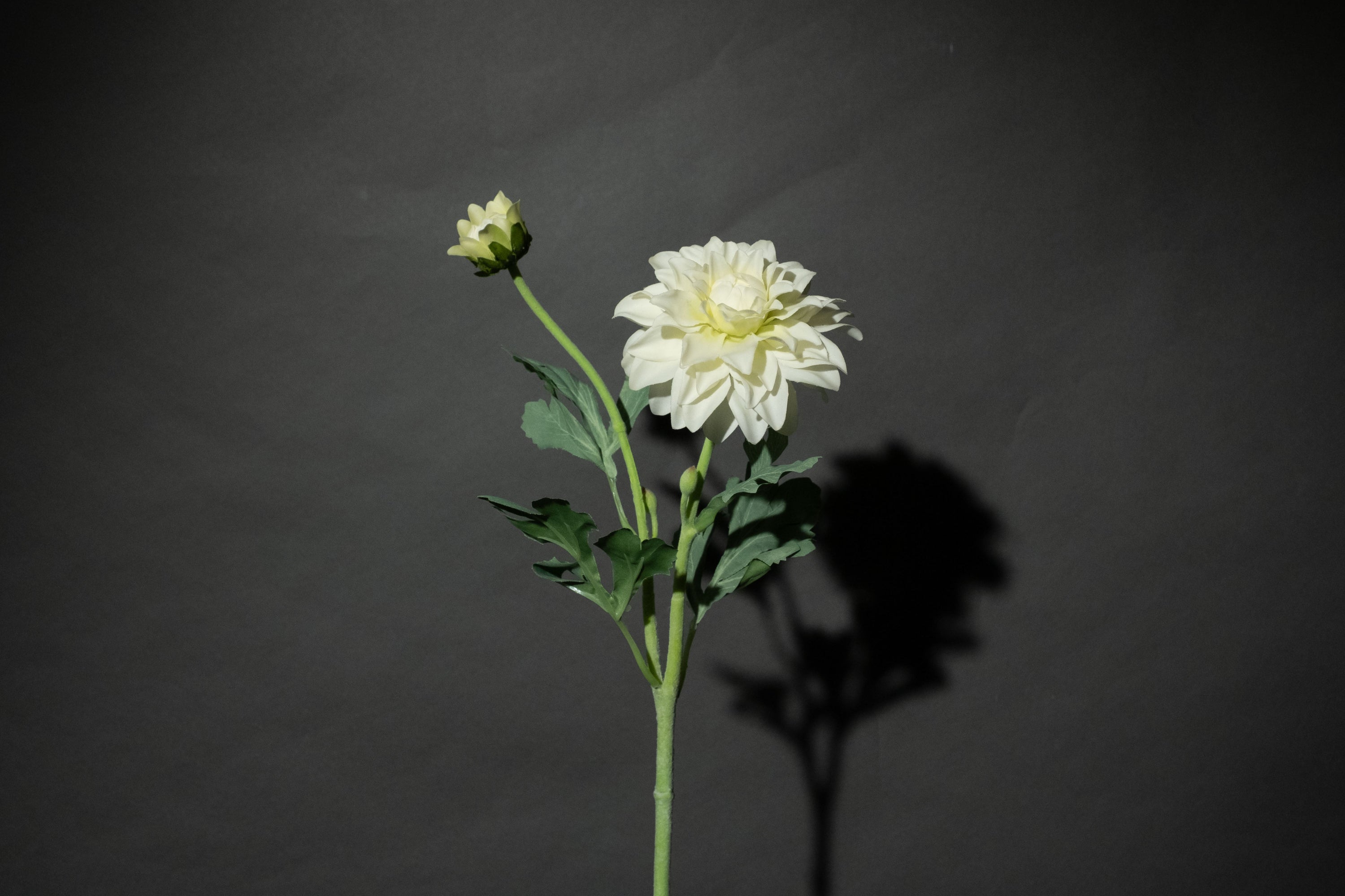 Weiße Dahlie 'Fleurel'