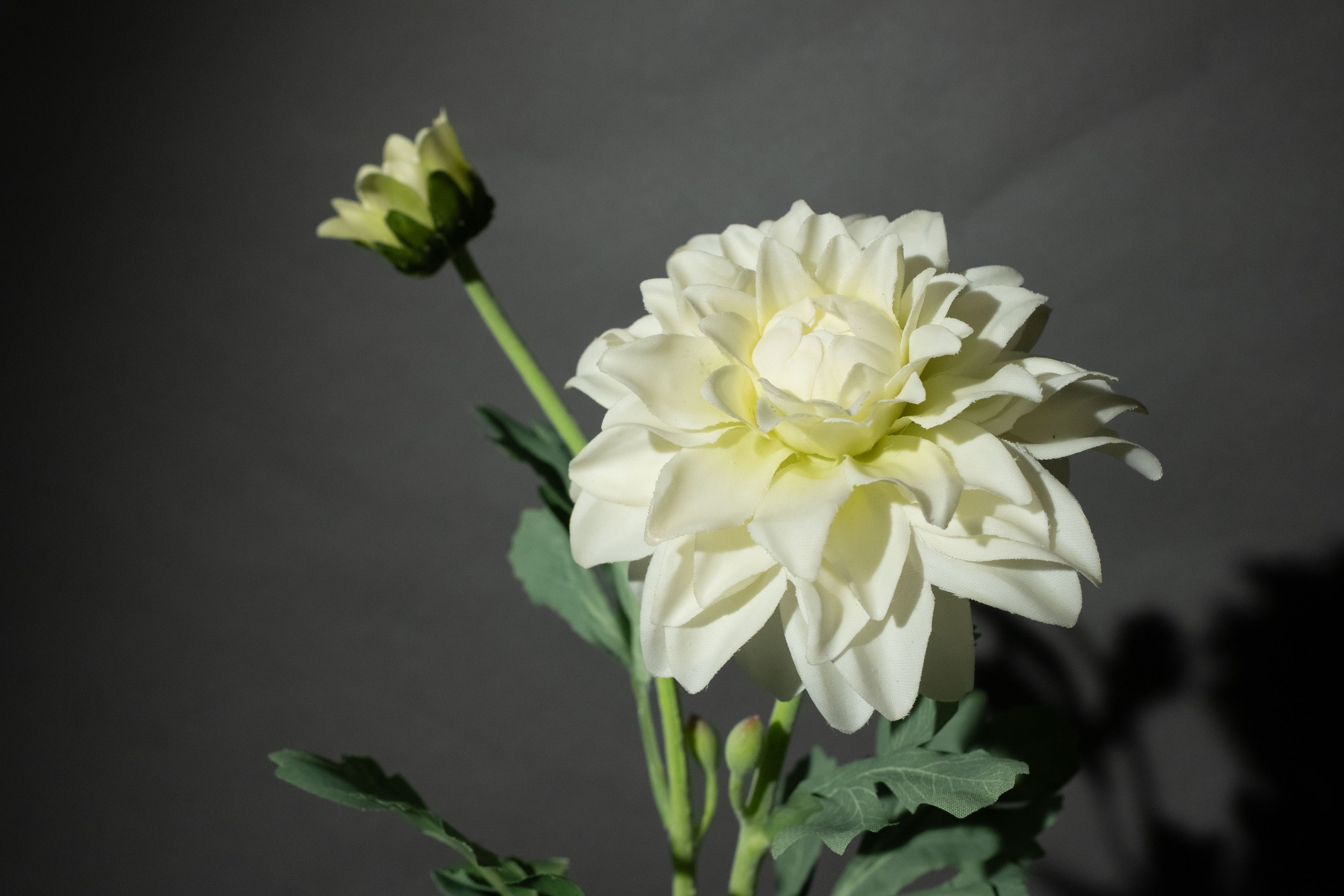 Weiße Dahlie 'Fleurel'