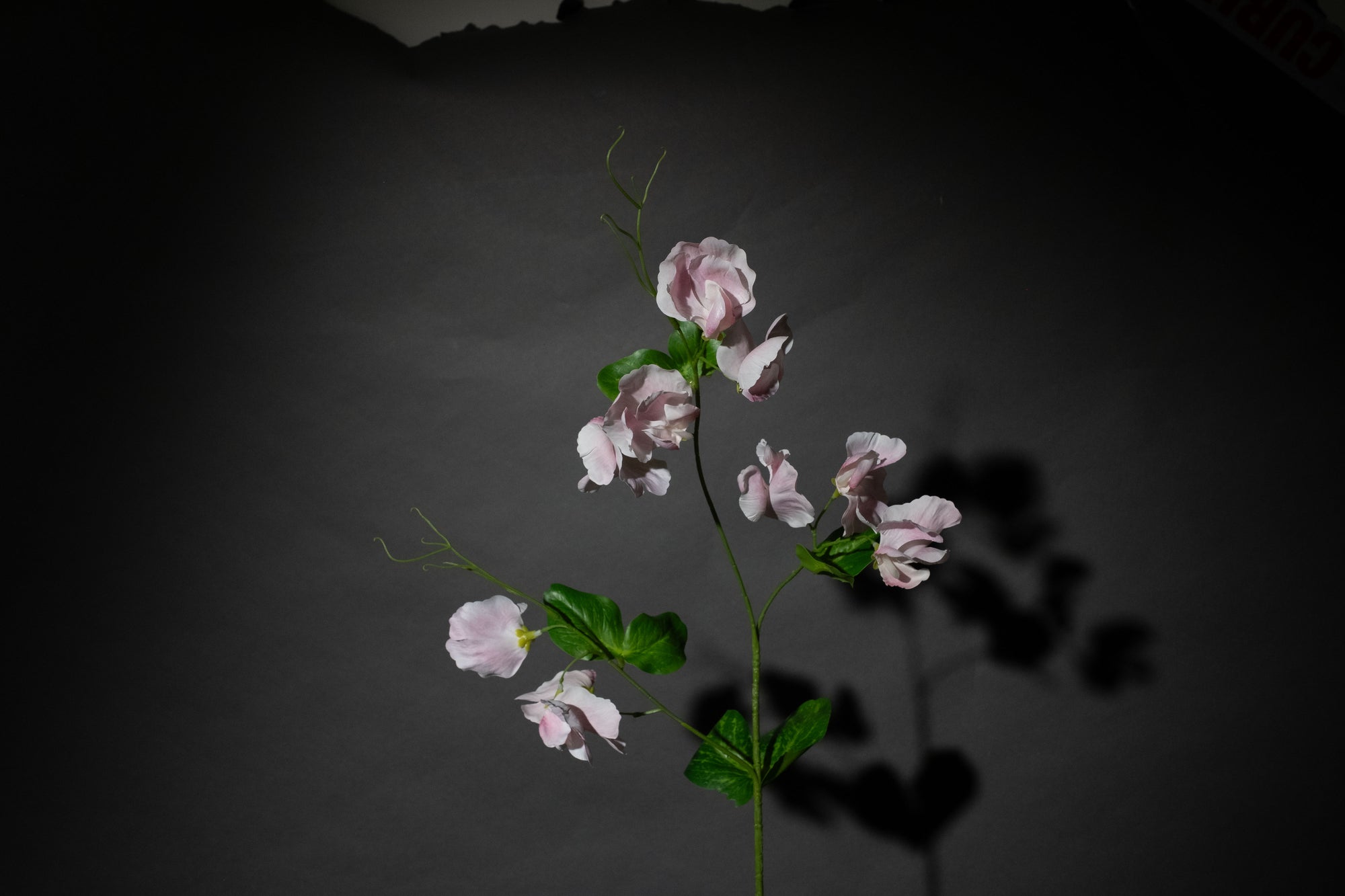 Rosa Duftwicke