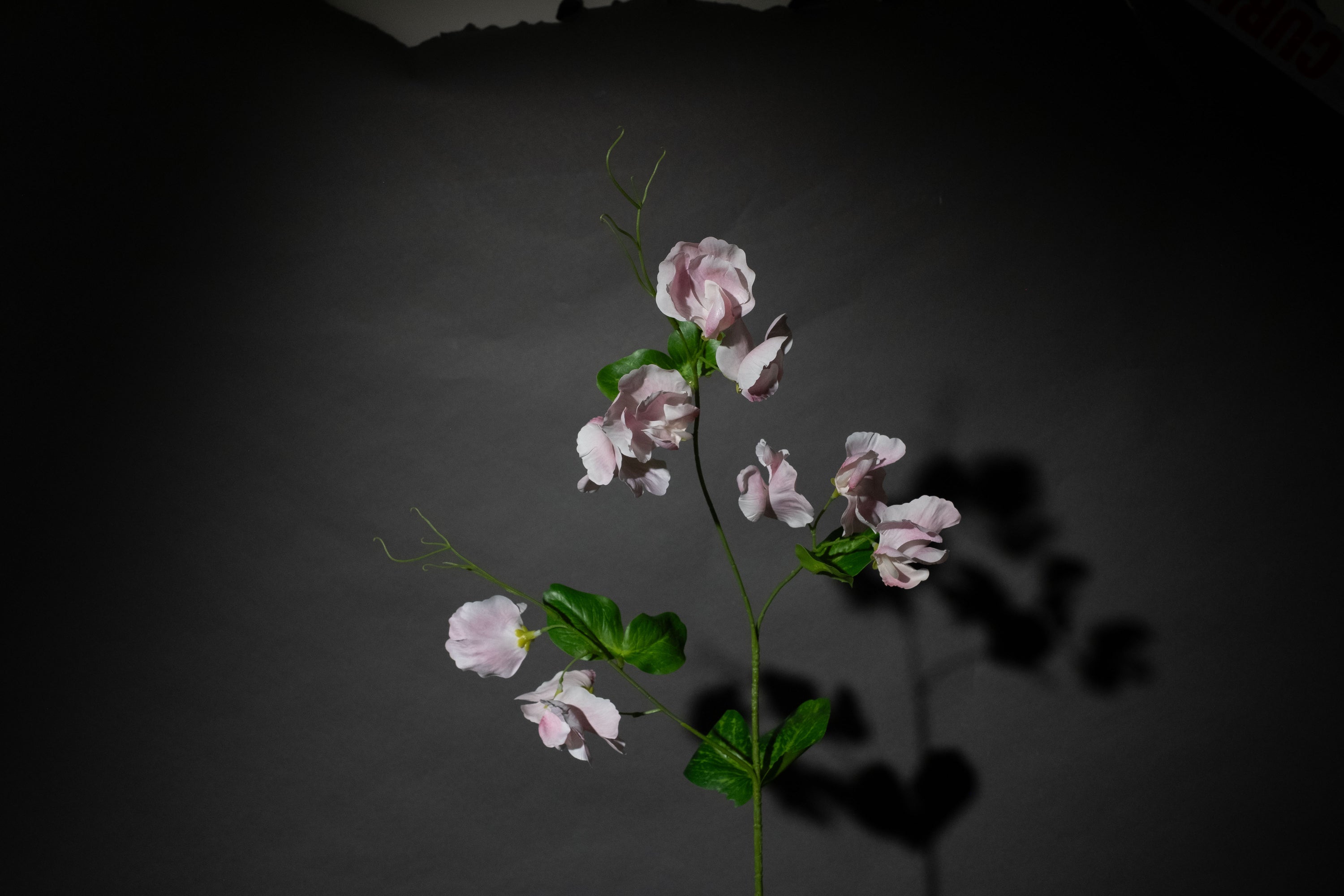 Rosa Duftwicke