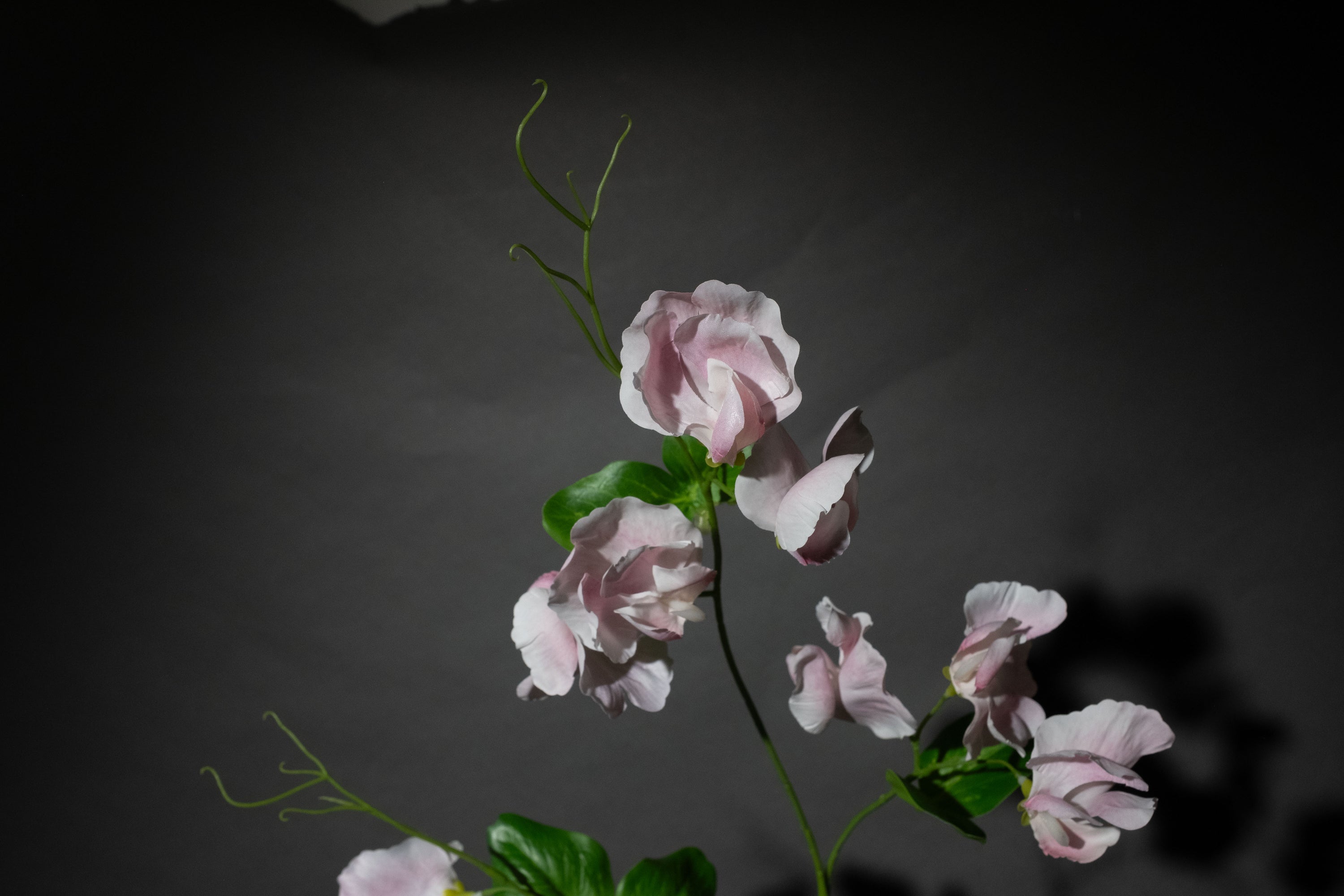 Rosa Duftwicke
