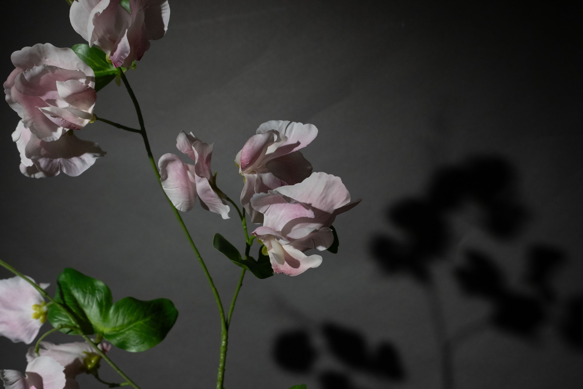 Rosa Duftwicke