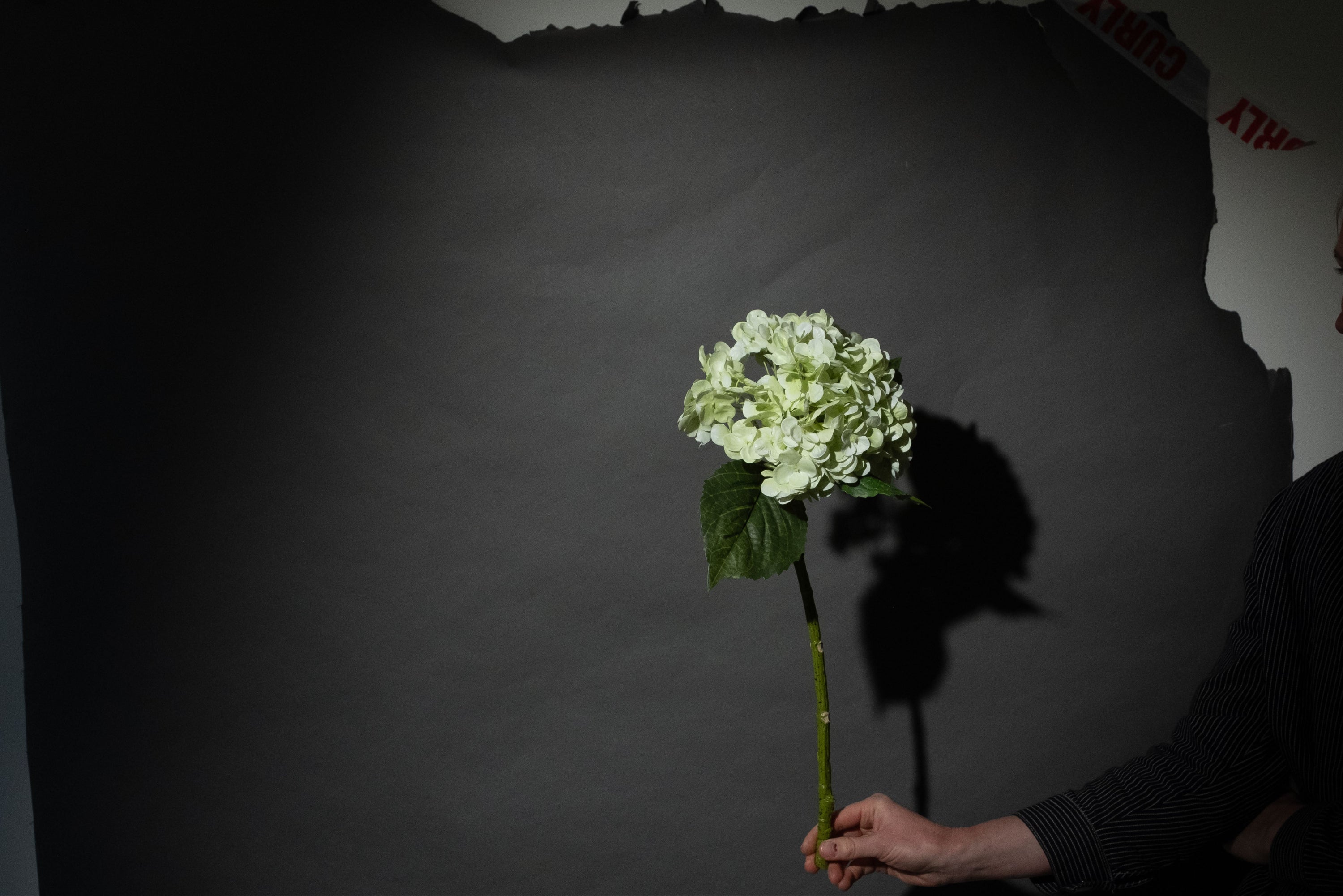Grüne Hortensien Blume
