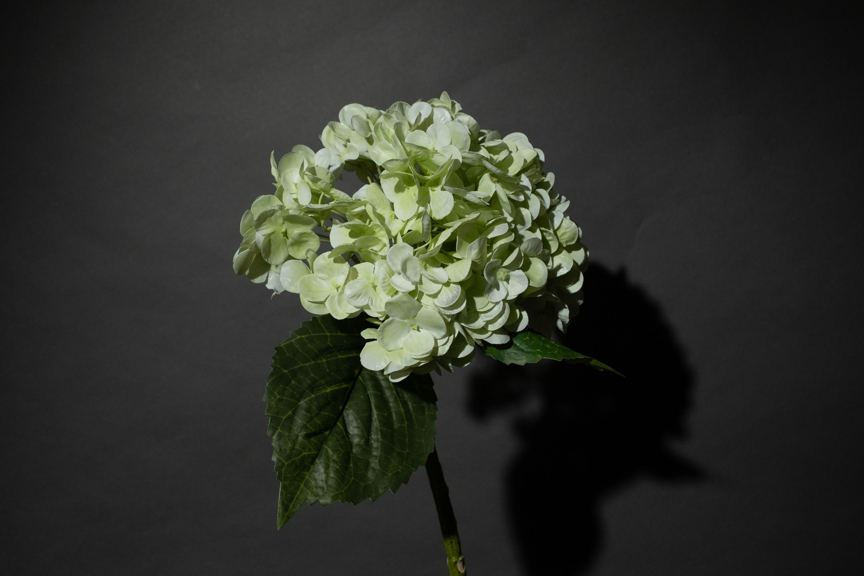 Grüne Hortensien Blume