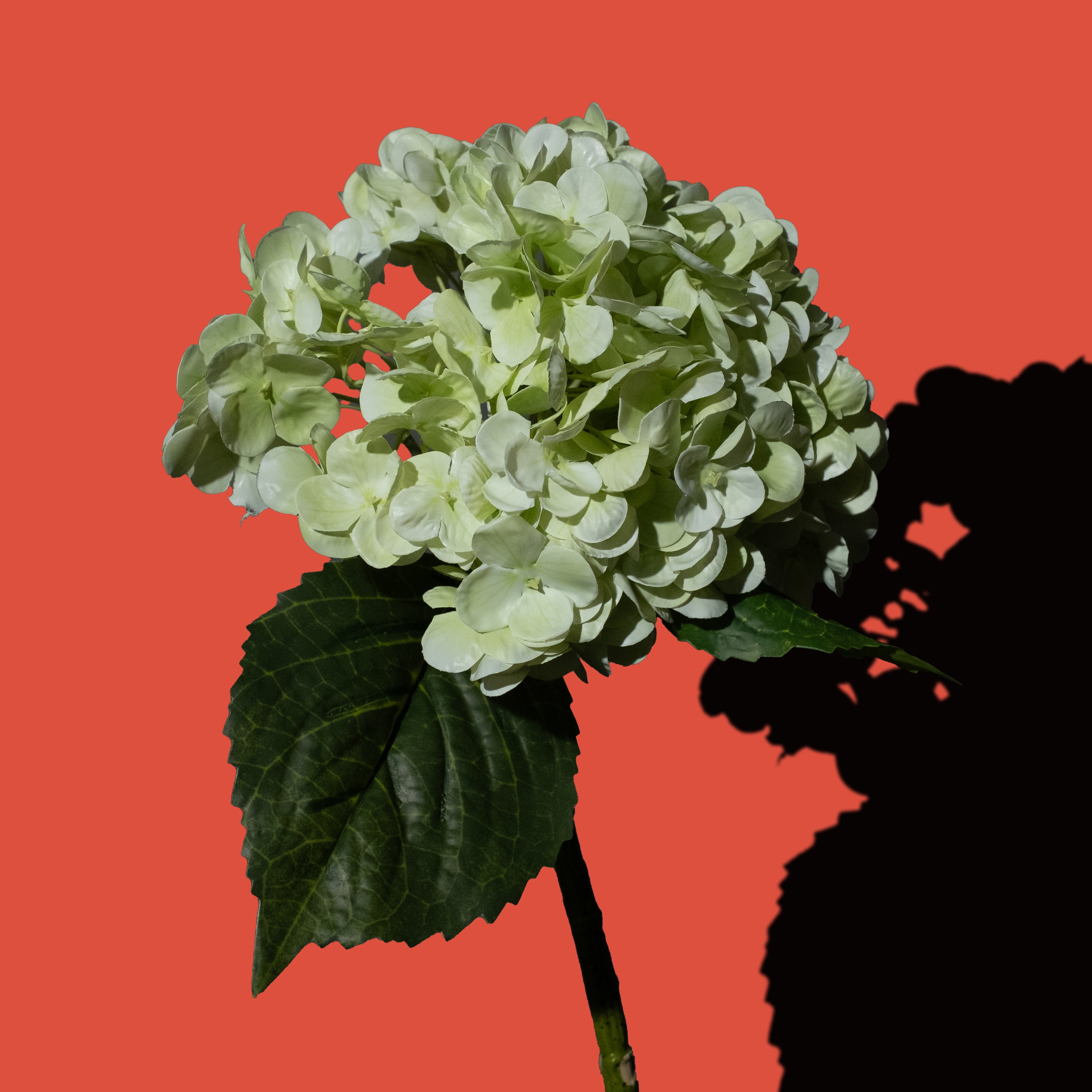 Grüne Hortensien Blume