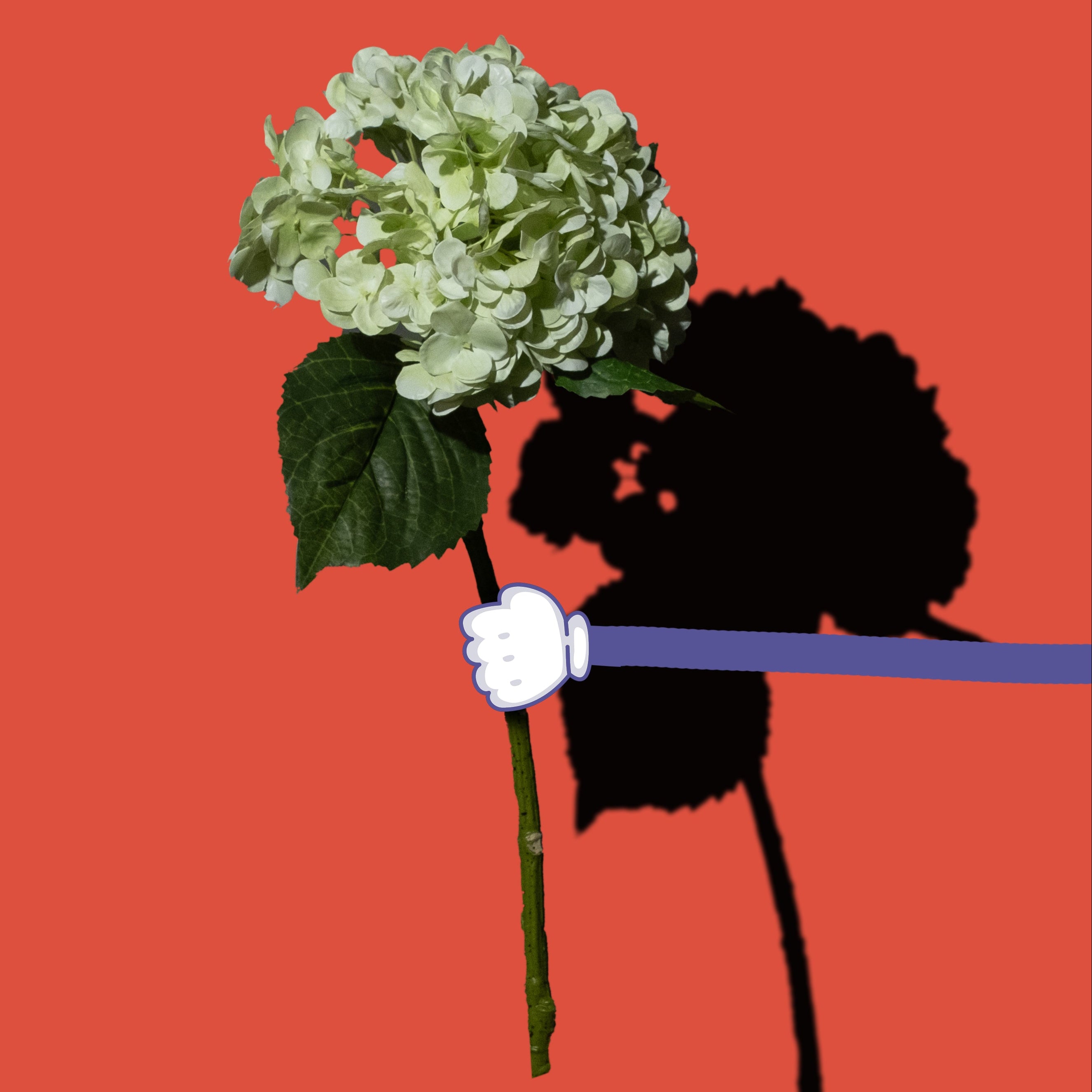 Grüne Hortensien Blume