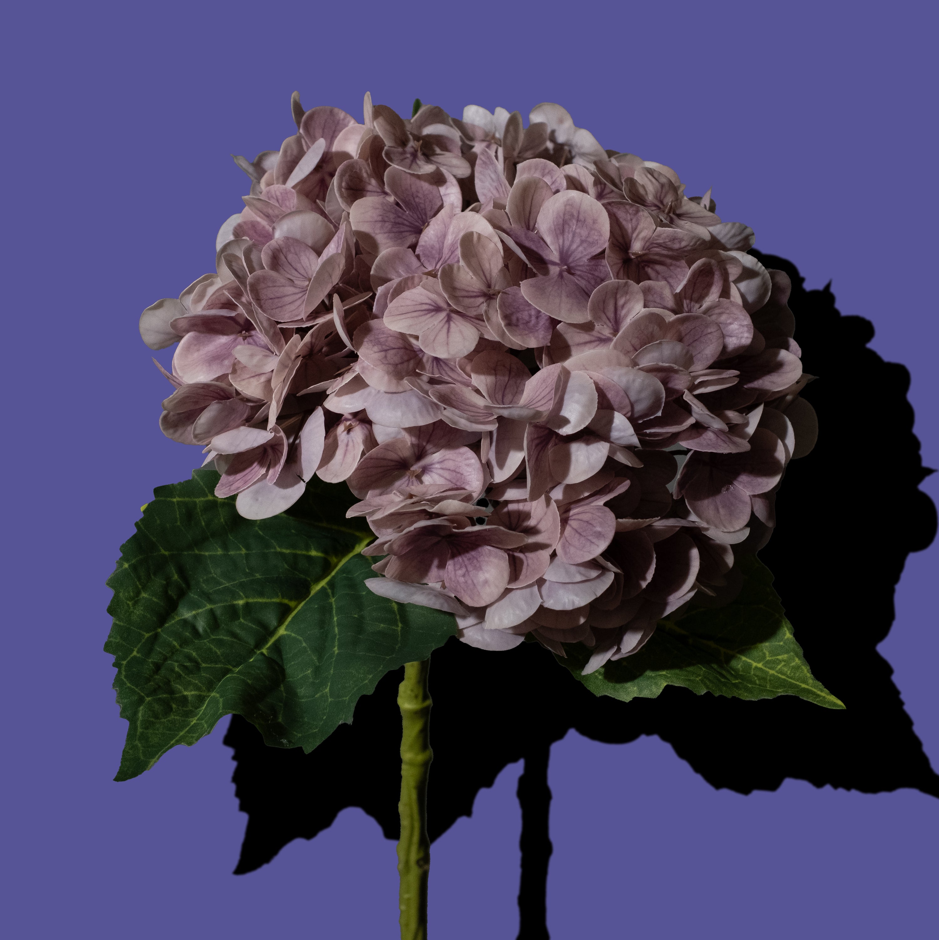Lila Hortensien Blume