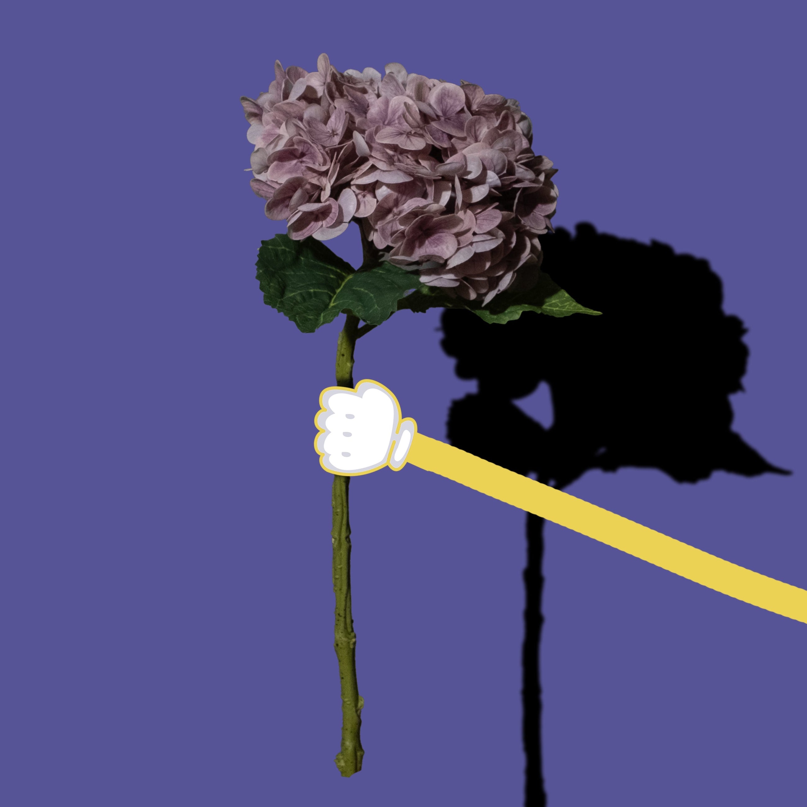 Lila Hortensien Blume
