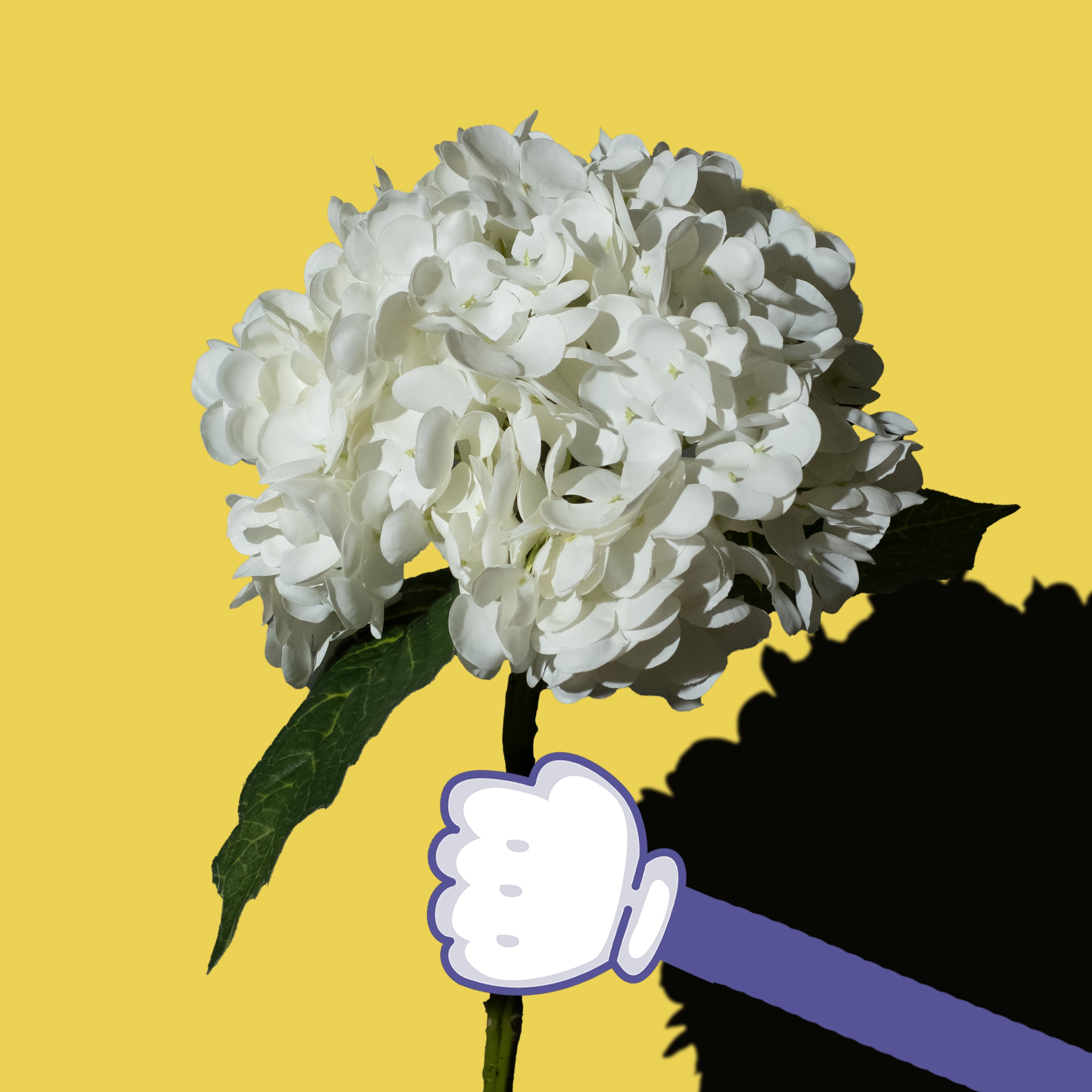 Weiße Hortensien Blume