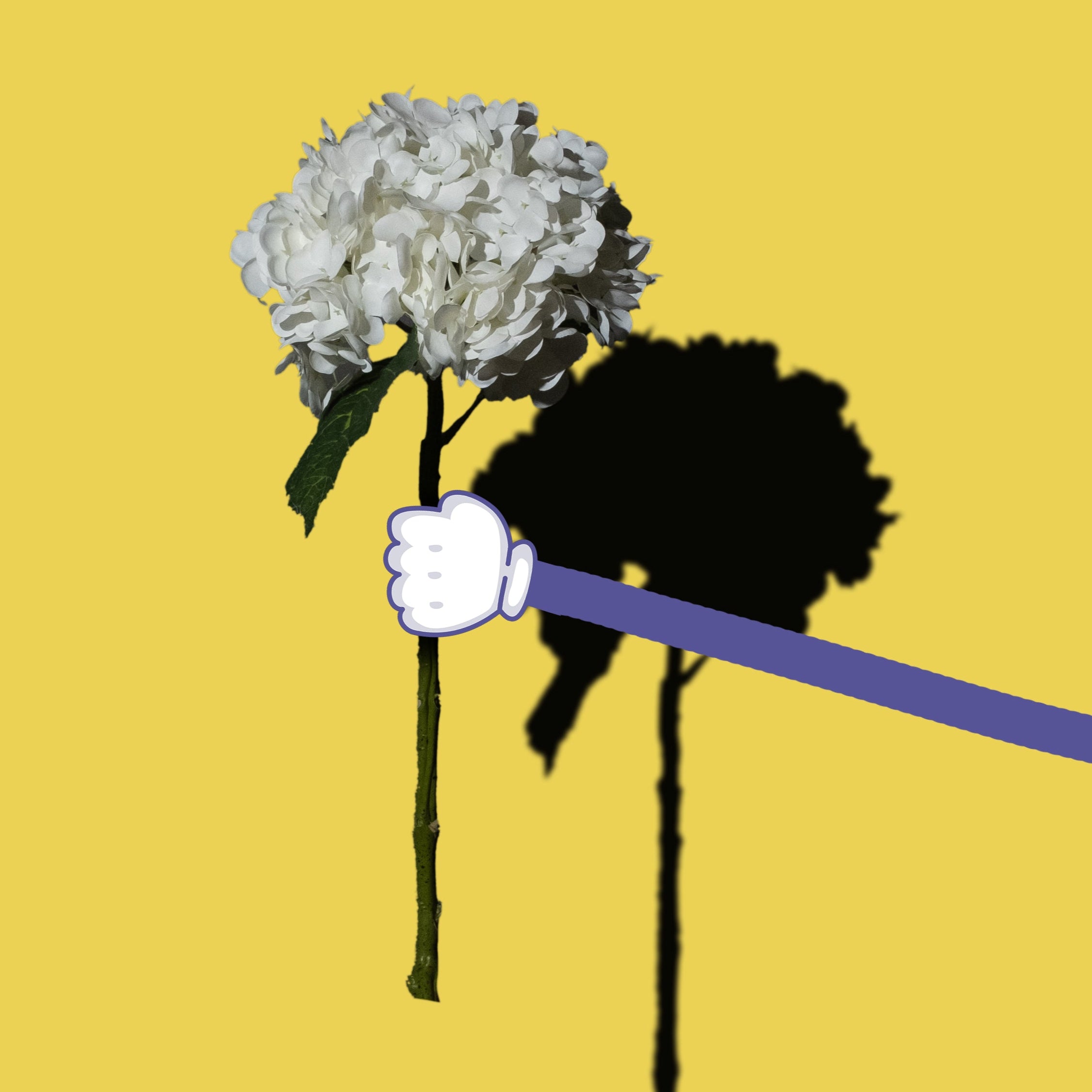 Weiße Hortensien Blume