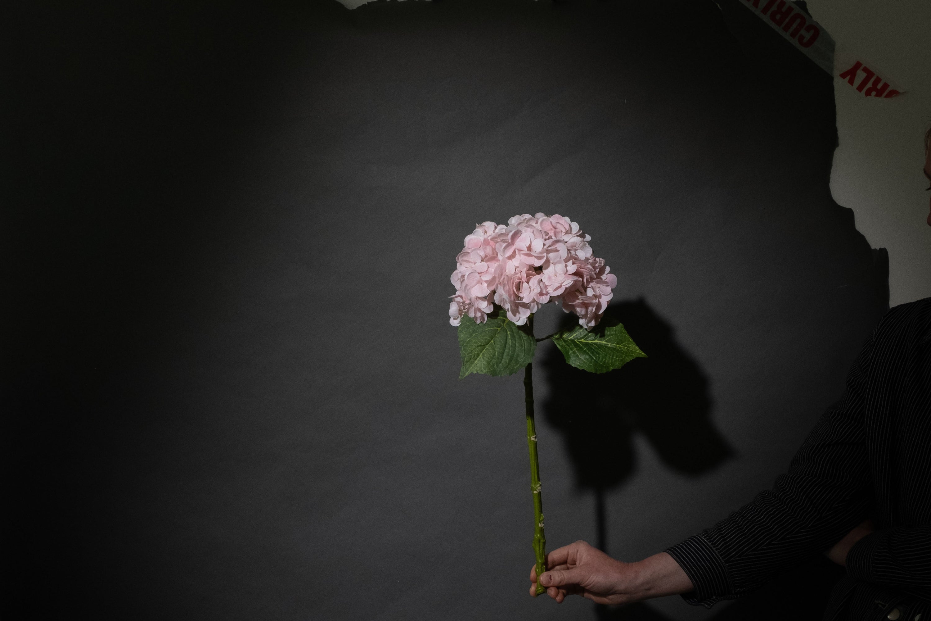 Hellrosa Hortensie