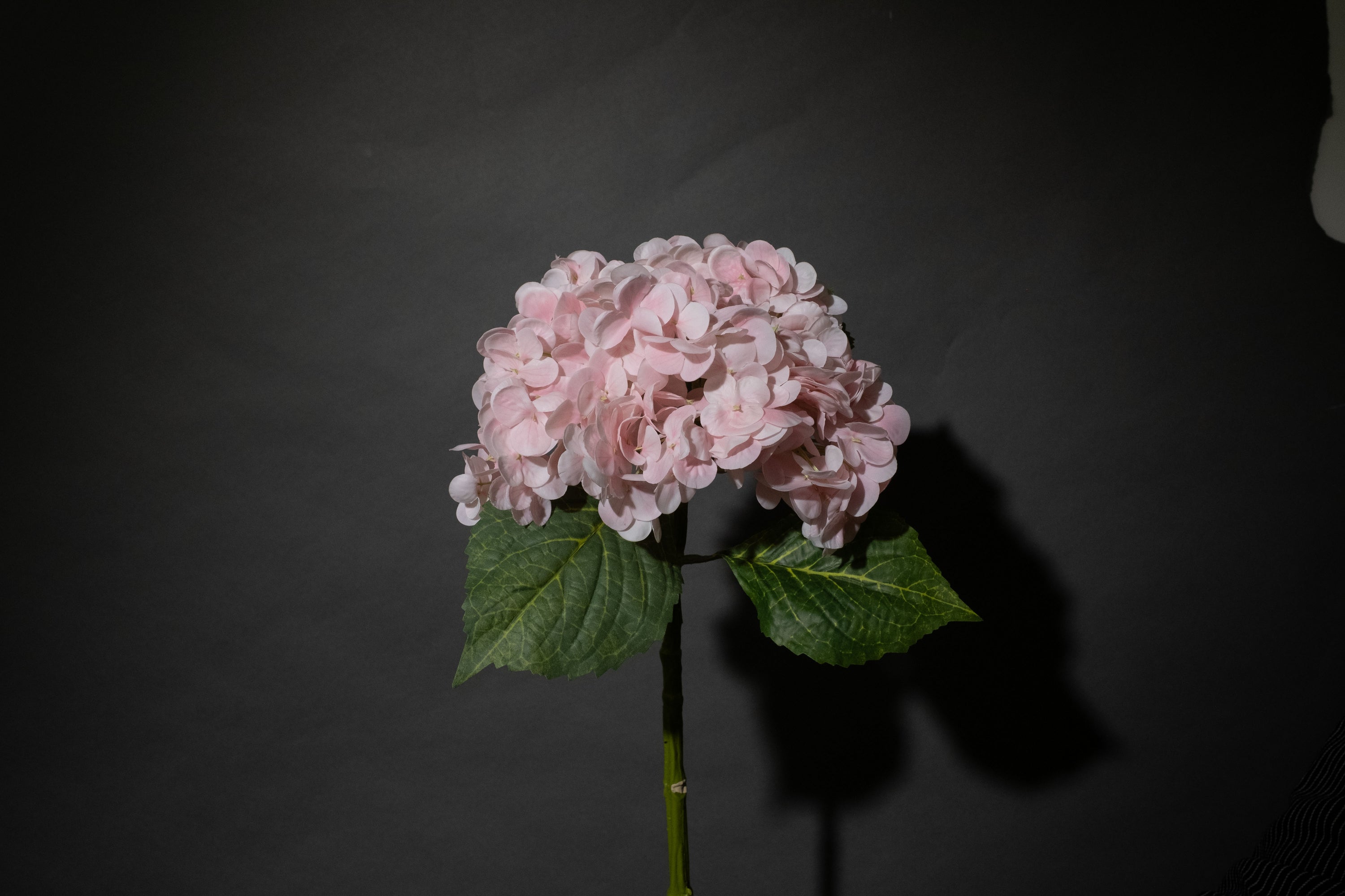 Hellrosa Hortensie